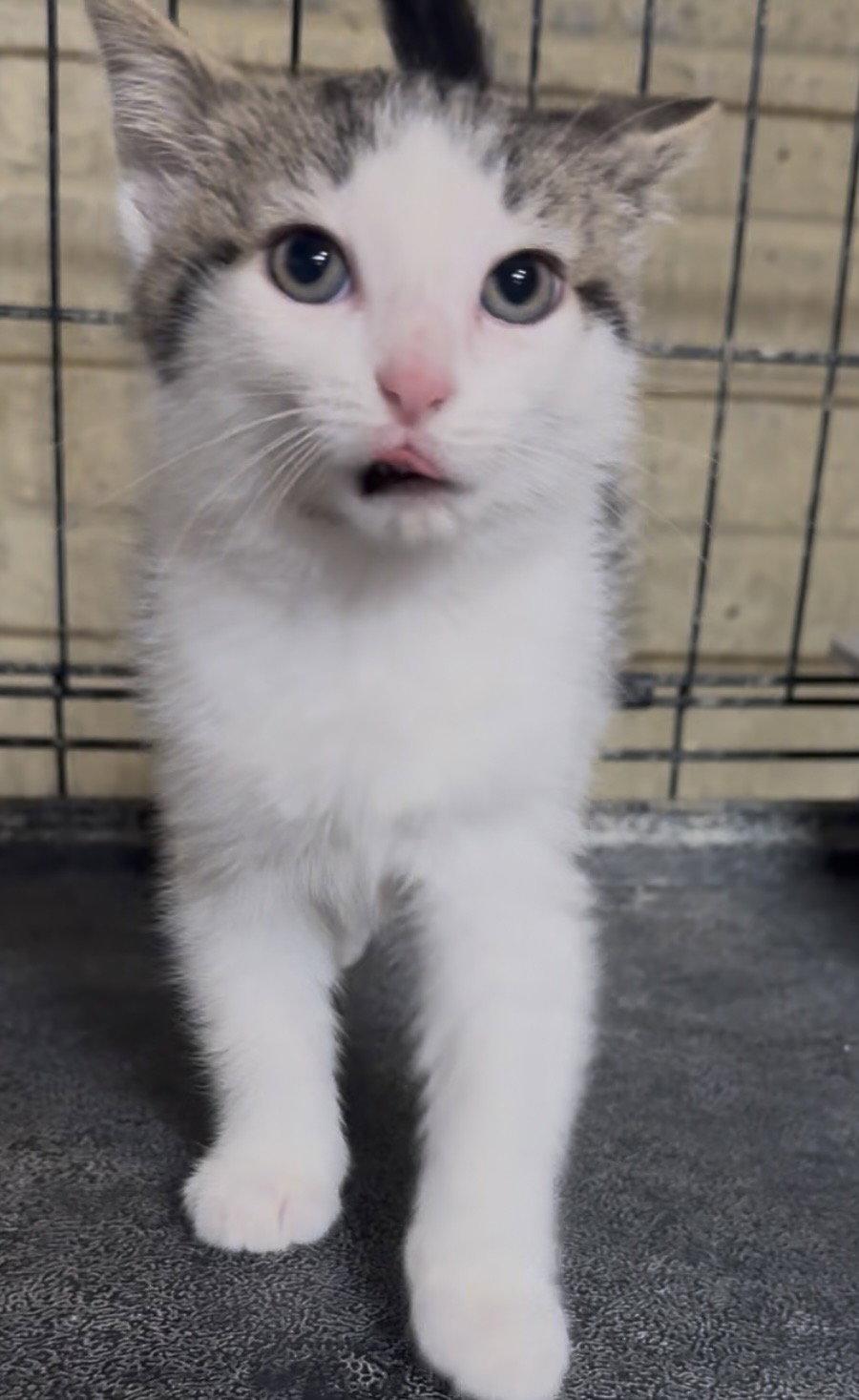 Enlarge Simon, a Adoptable Domestic Medium Hair in Cuyahoga Falls, OH image 2/3