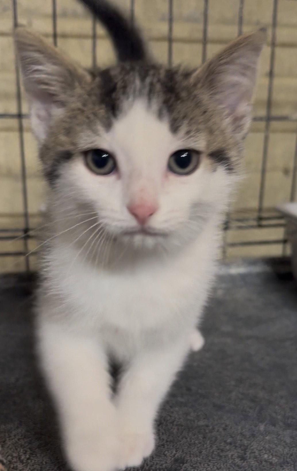 Enlarge Simon, a Adoptable Domestic Medium Hair in Cuyahoga Falls, OH image 3/3