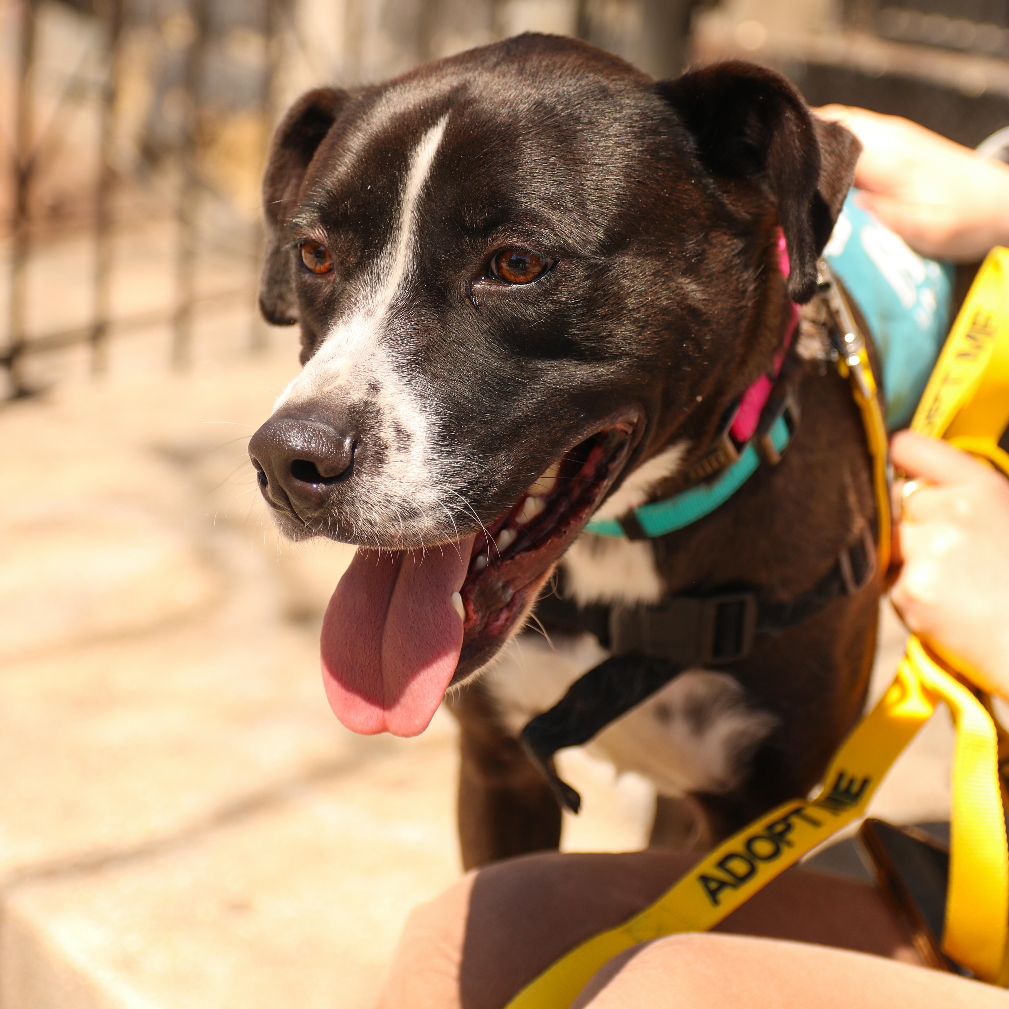 Enlarge Aaron Judge, a ADOPTABLE mixed breed in Brooklyn, NY image 1/5
