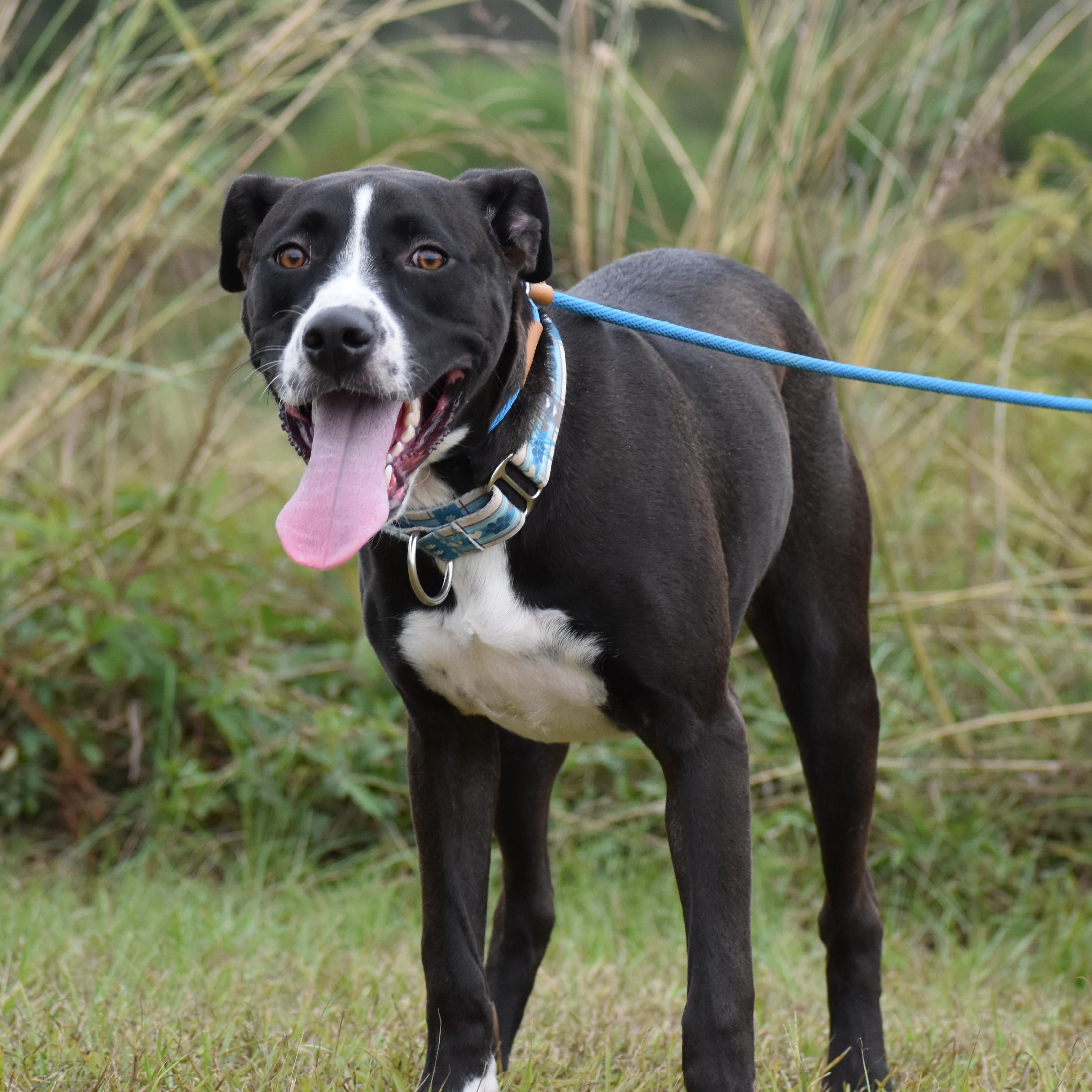 Enlarge Aaron Judge, a ADOPTABLE mixed breed in Brooklyn, NY image 5/5