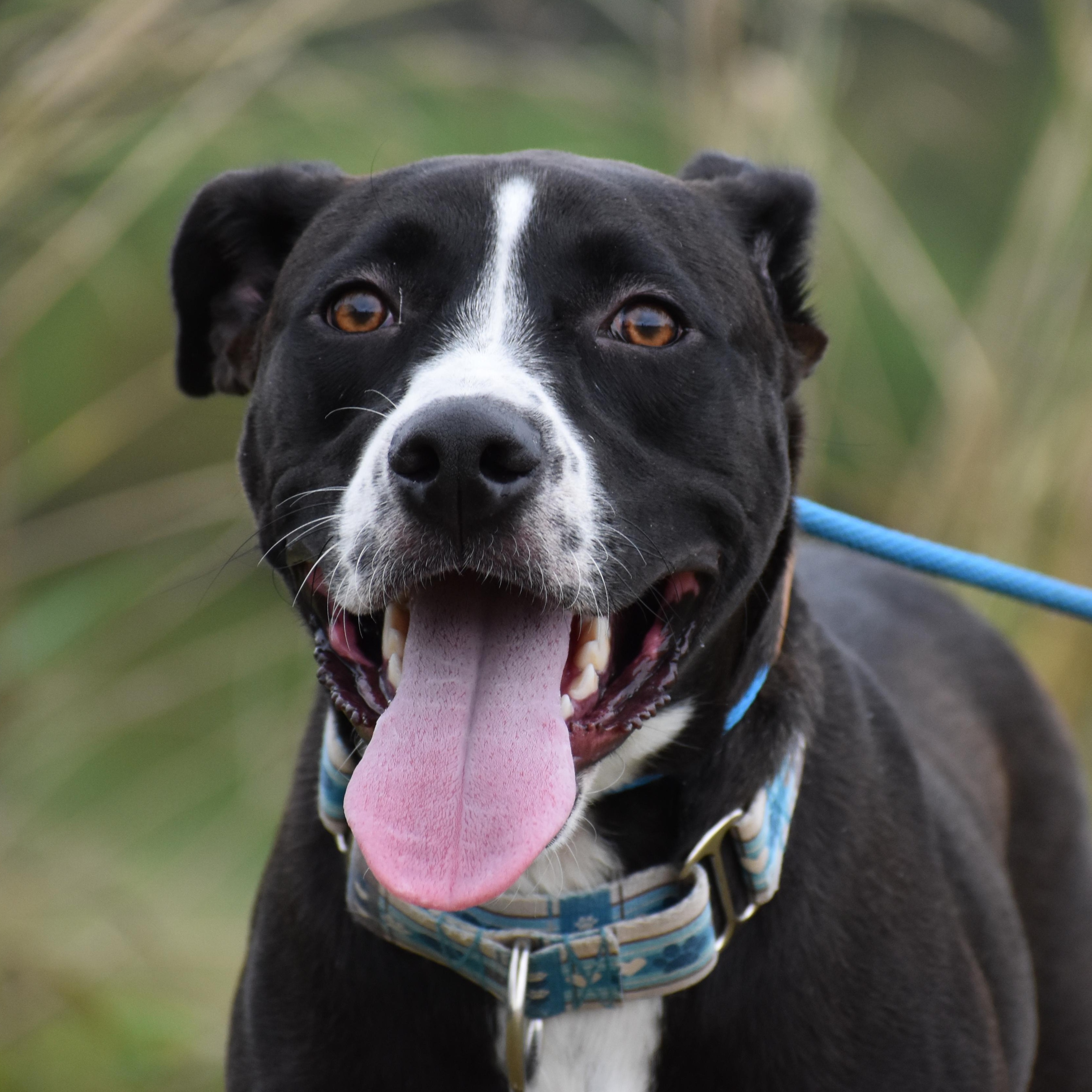 Enlarge Aaron Judge, a ADOPTABLE mixed breed in Brooklyn, NY image 4/5
