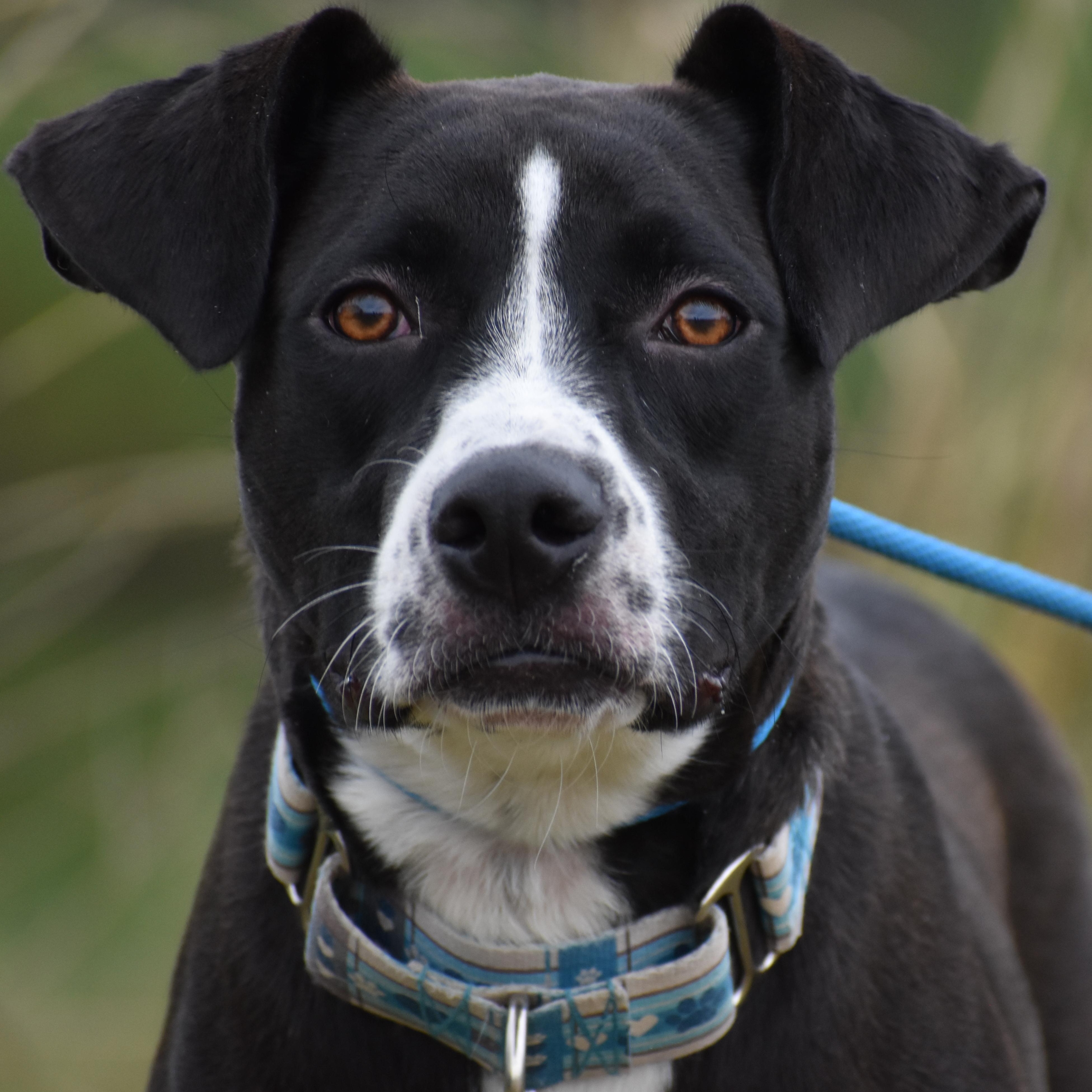 Enlarge Aaron Judge, a ADOPTABLE mixed breed in Brooklyn, NY image 3/5