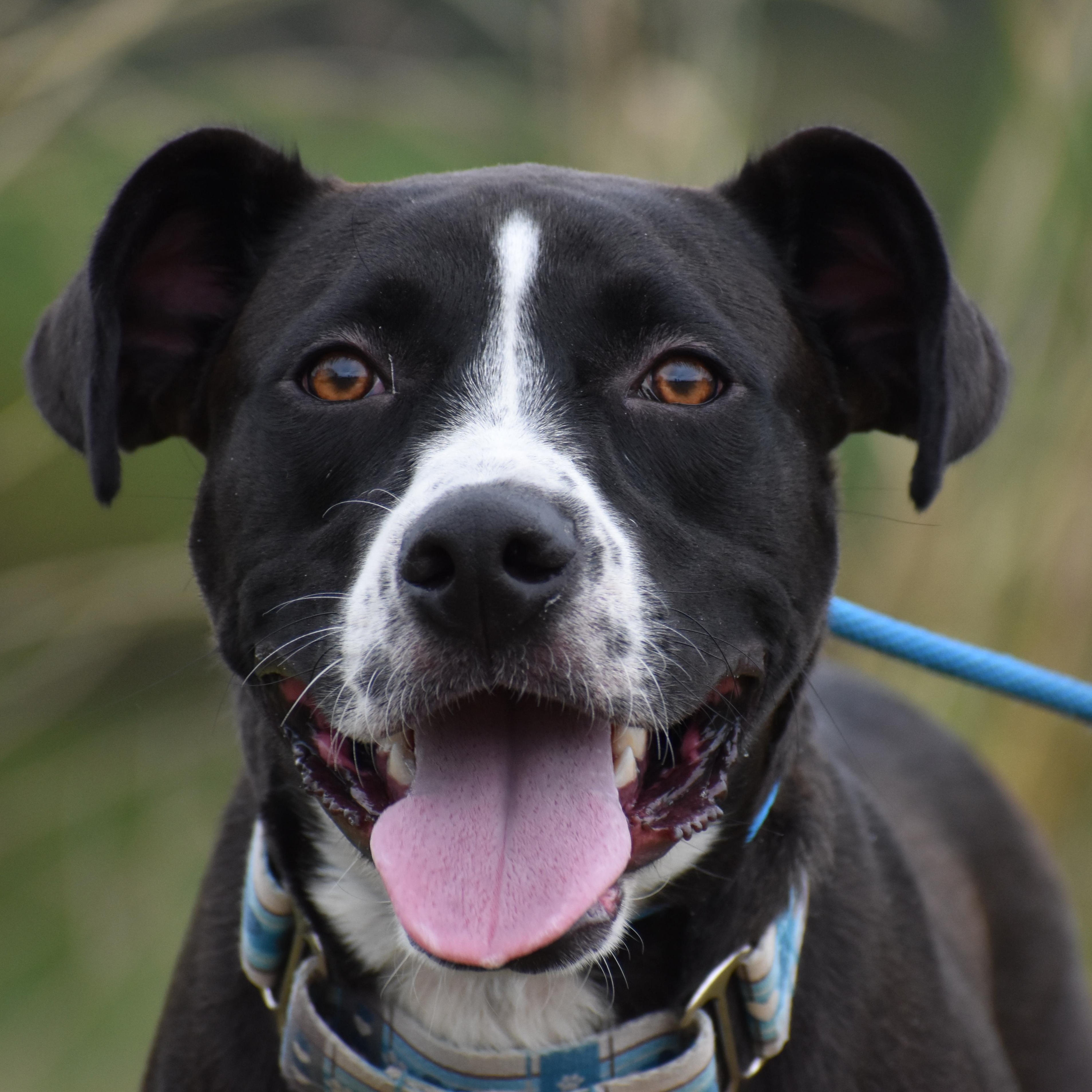 Enlarge Aaron Judge, a ADOPTABLE mixed breed in Brooklyn, NY image 2/5