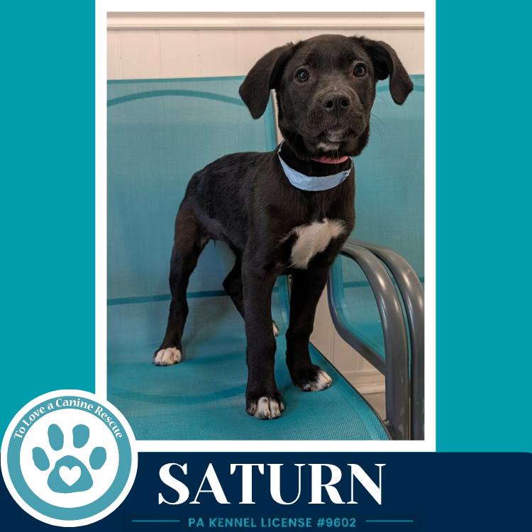 Saturn (Xena's Planetary Pups) 053026, Adoptable, Puppy Female Labrador Retriever & Pit Bull Terrier.