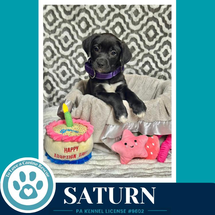 Enlarge Saturn  (Xena's Planetary Pups) 053026, a Adoptable mixed breed in Kimberton, PA image 2/4