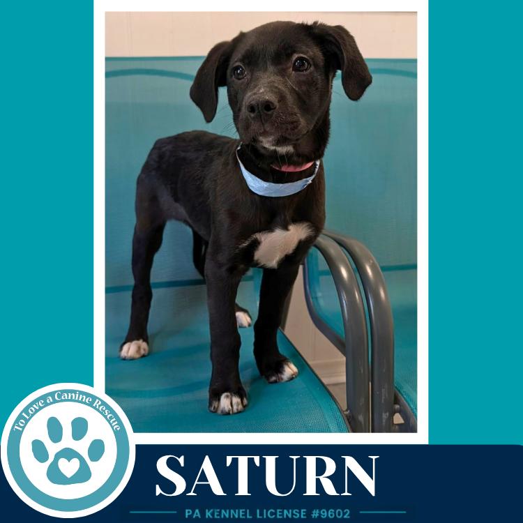 Enlarge Saturn  (Xena's Planetary Pups) 053026, a Adoptable mixed breed in Kimberton, PA image 3/4