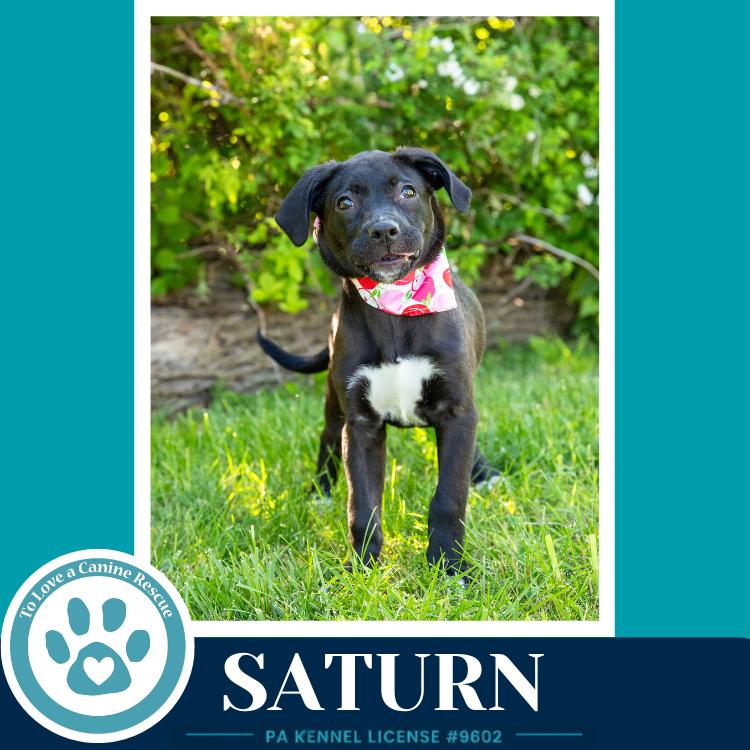 Enlarge Saturn  (Xena's Planetary Pups) 053026, a Adoptable mixed breed in Kimberton, PA image 4/4
