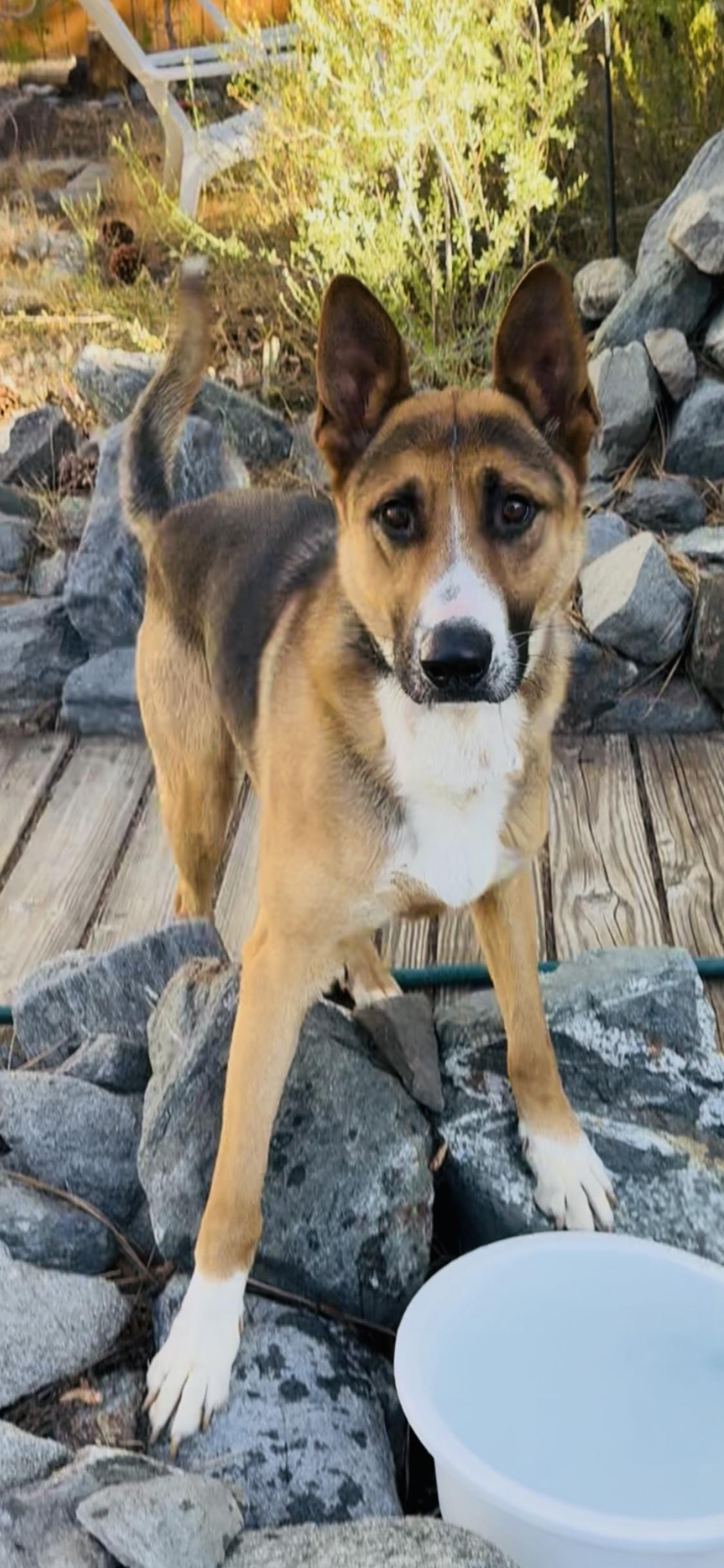 XANDER, a Adoptable mixed breed in Encino, CA image 1/5