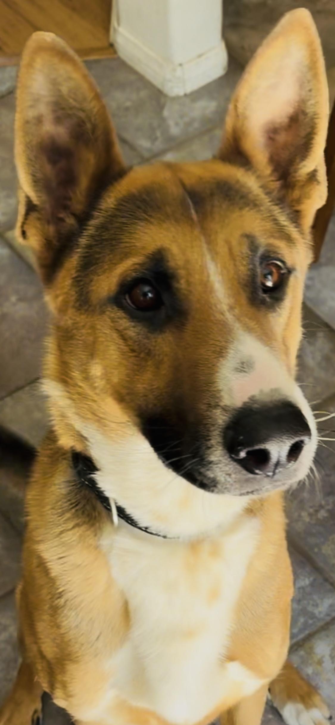 XANDER, a Adoptable mixed breed in Encino, CA image 2/5