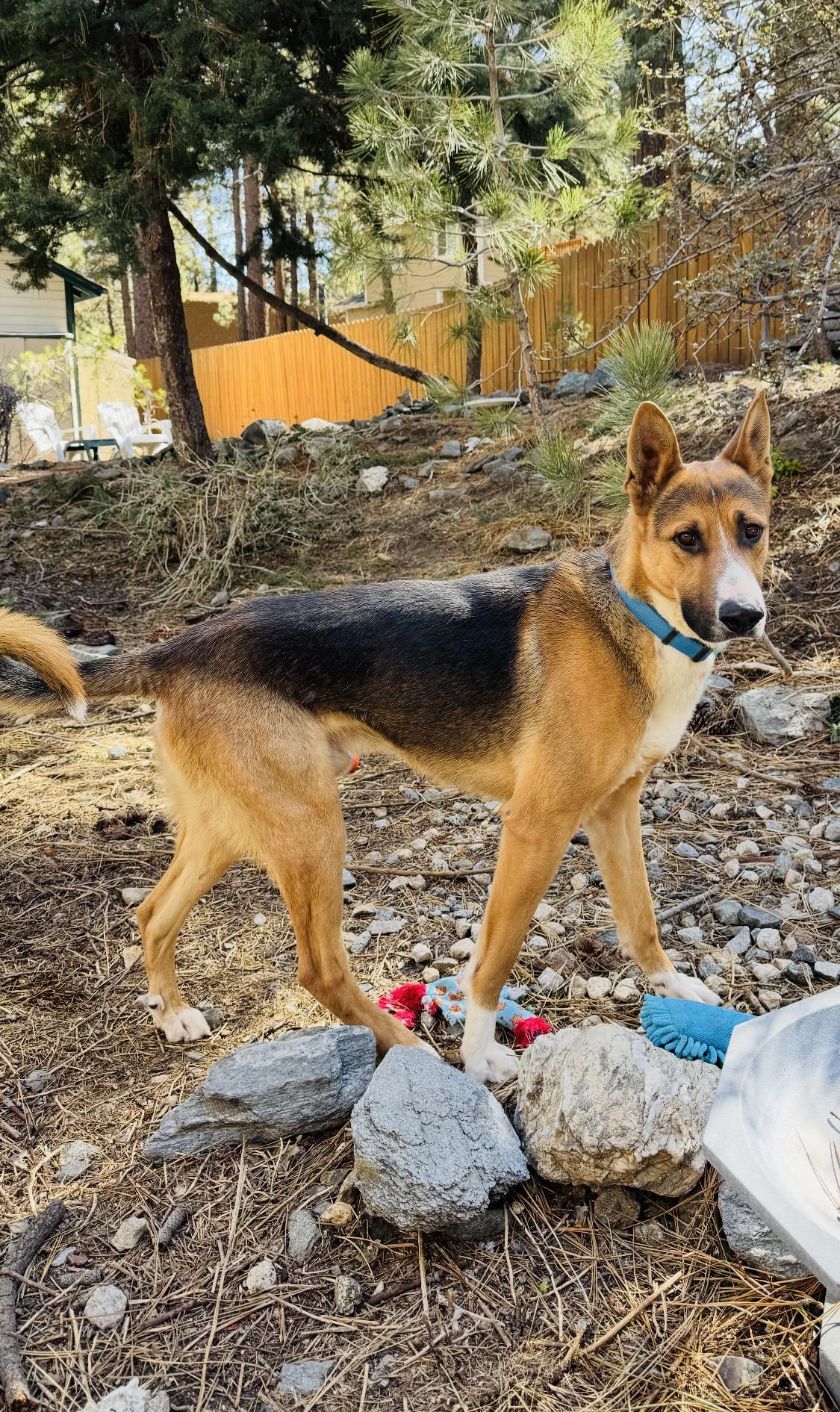 XANDER, Adoptable, Young Male German Shepherd Dog & Carolina Dog.