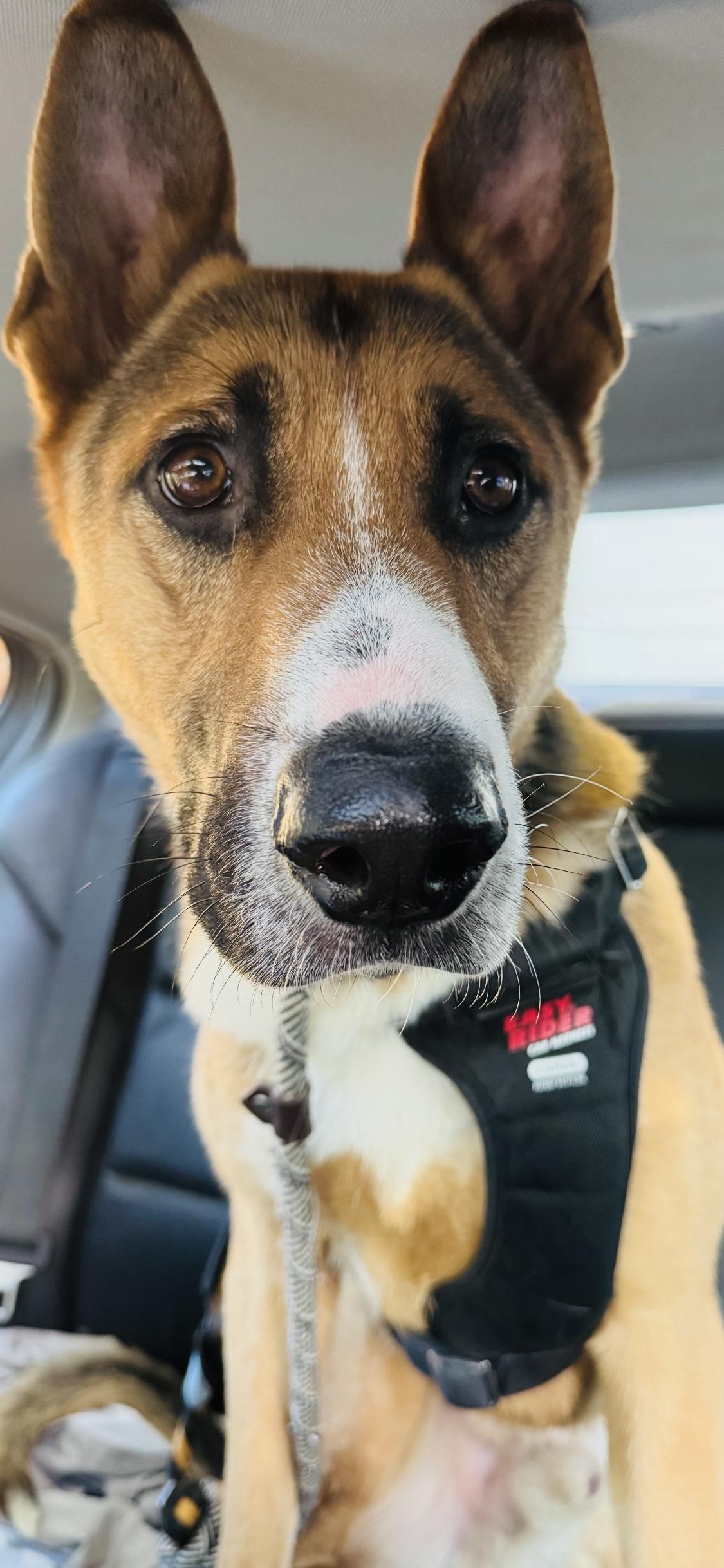 XANDER, a Adoptable mixed breed in Encino, CA image 4/5