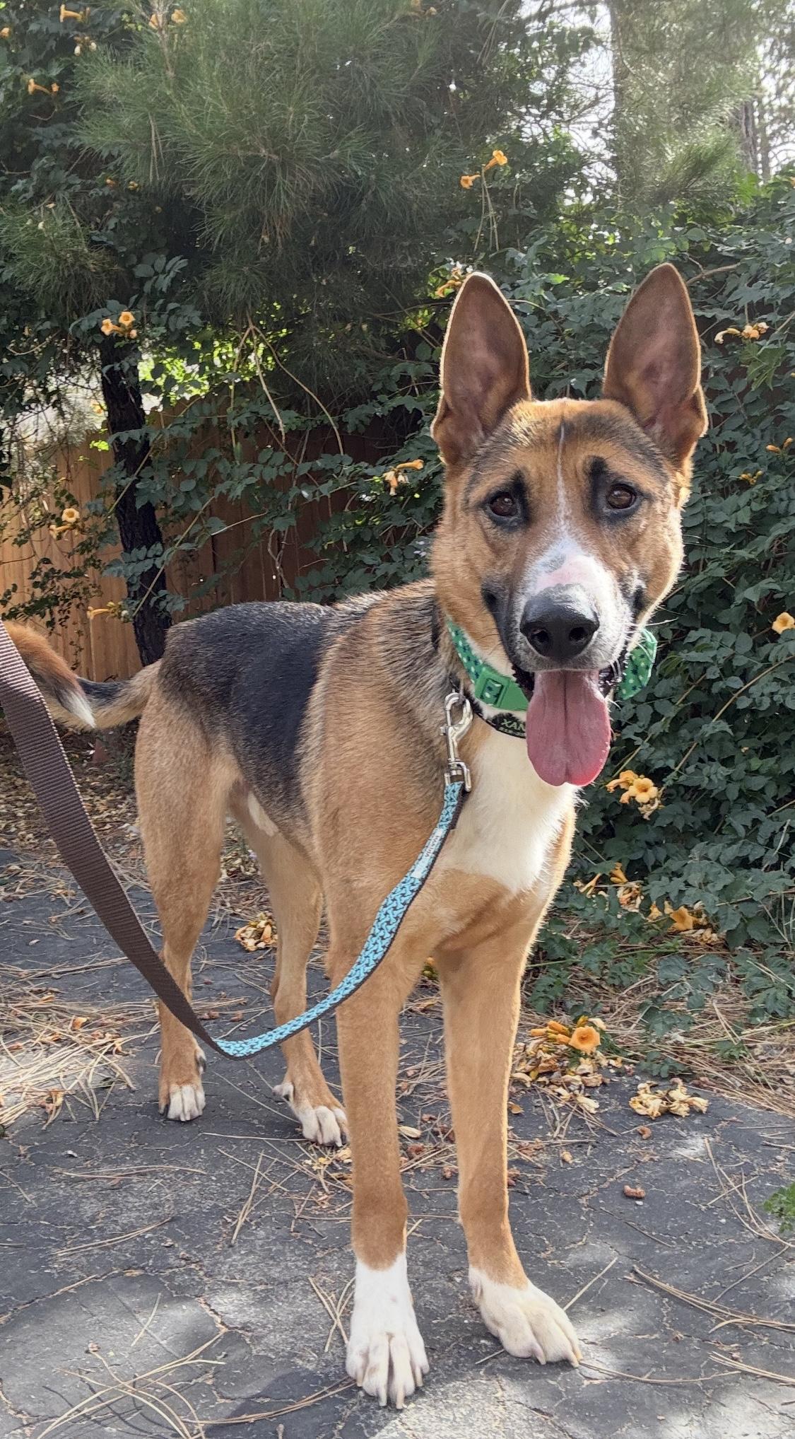 XANDER, a Adoptable mixed breed in Encino, CA image 5/5