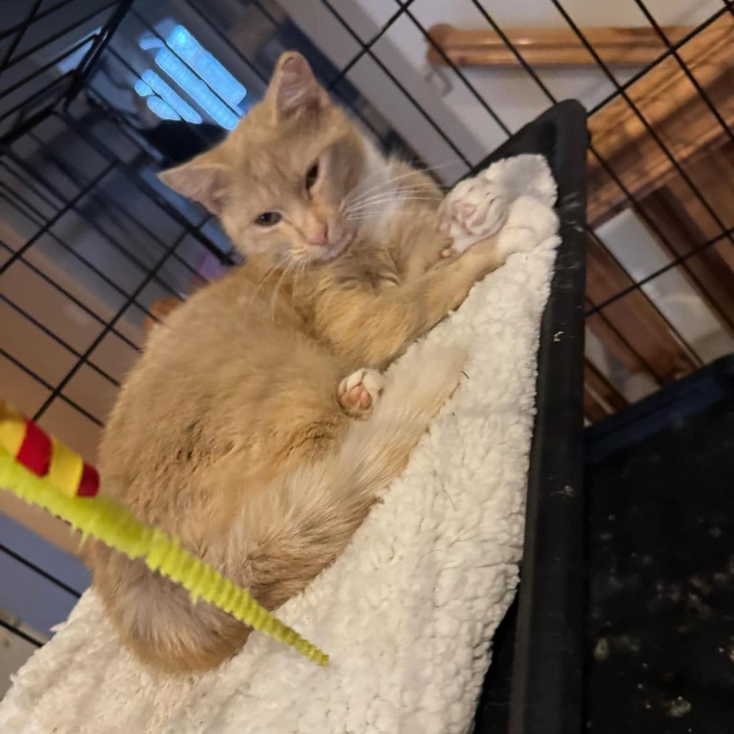 Pumpkin Rogers — thumbnail 2