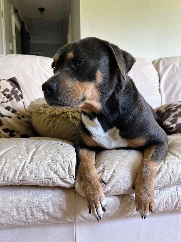 BONNIE, a Adoptable mixed breed in Lebanon, TN image 2/3