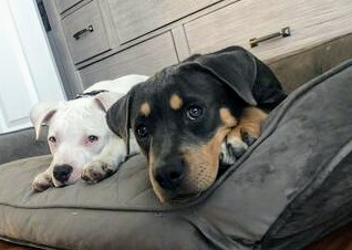 BONNIE, a Adoptable mixed breed in Lebanon, TN image 3/3