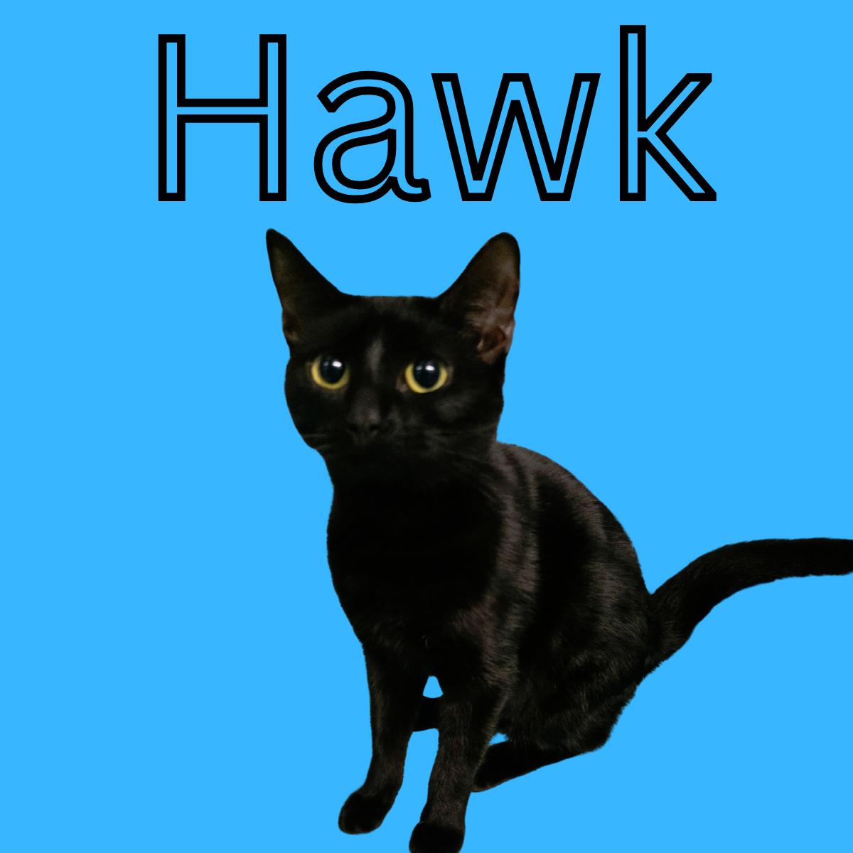 Enlarge Hawk, a ADOPTABLE Domestic Short Hair in South Padre Island, TX image 1/1