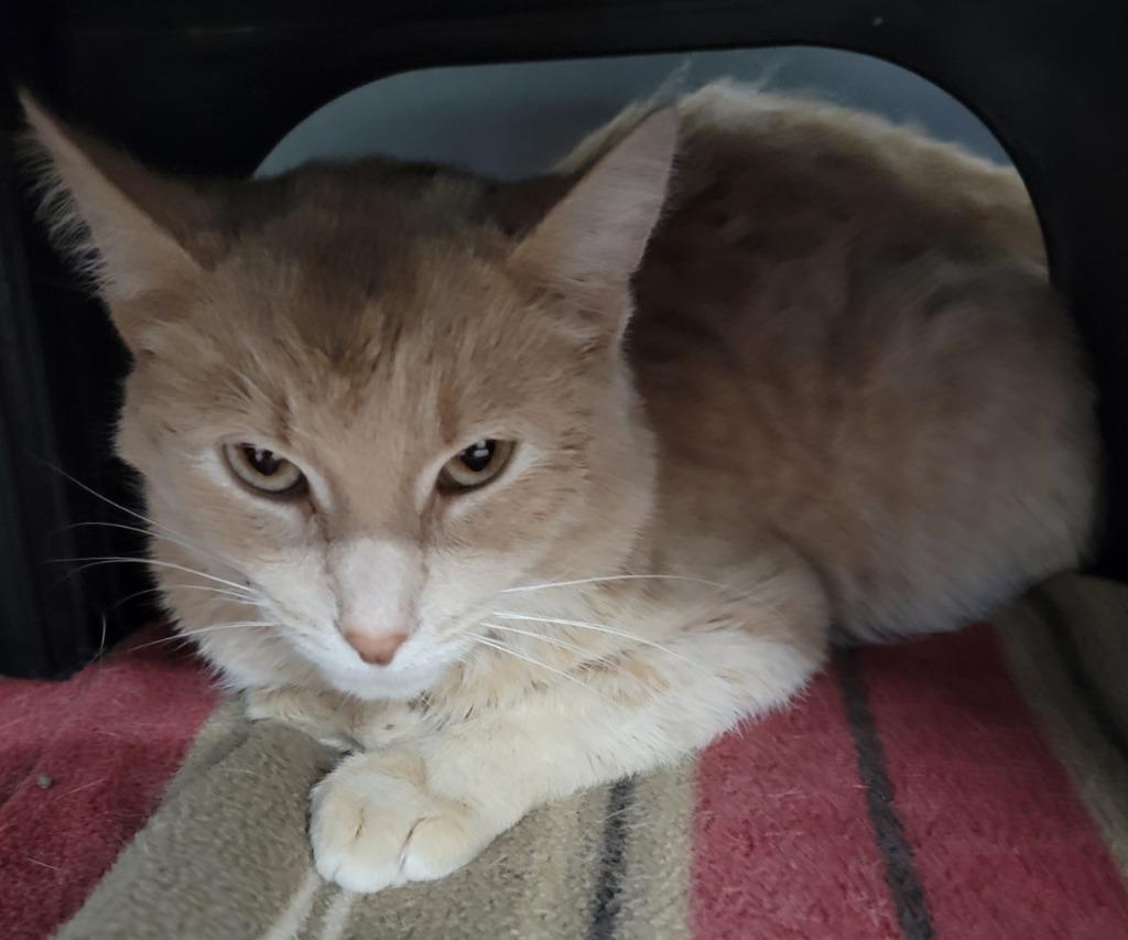 Mouser, Adopted, Young Male Domestic Short Hair.