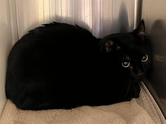 LORD ARCHIBALD, Adoptable, Adult Male Domestic Short Hair.