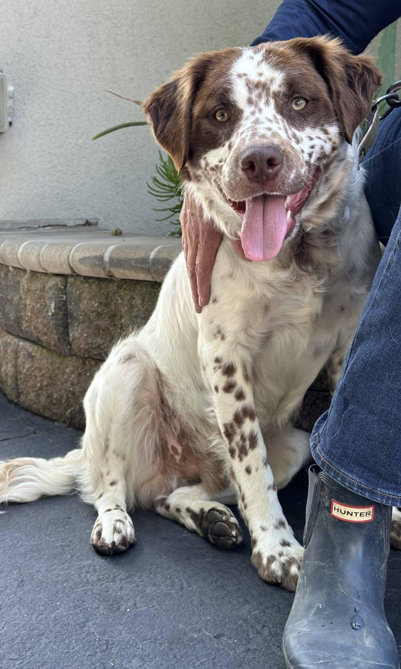 Enlarge Amigo 20041771 - CA, a Adopted mixed breed in San Francisco, CA image 1/3