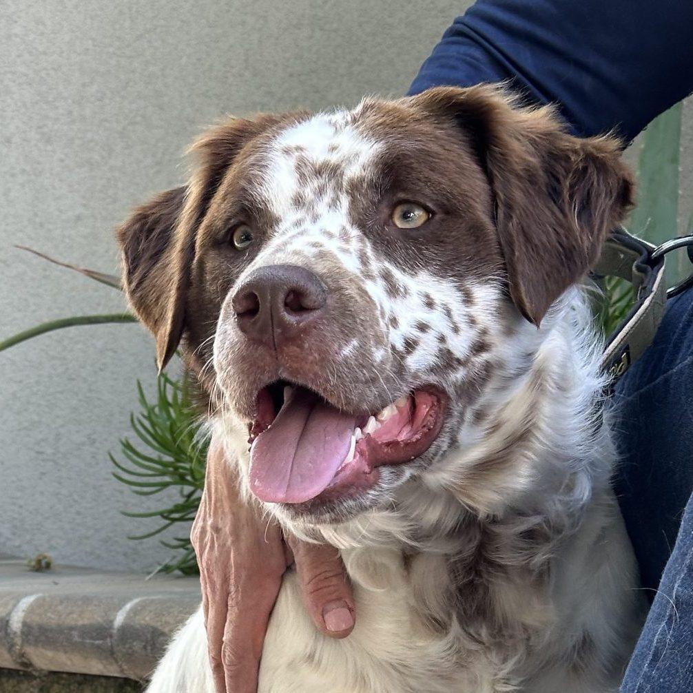 Enlarge Amigo 20041771 - CA, a Adopted mixed breed in San Francisco, CA image 2/3