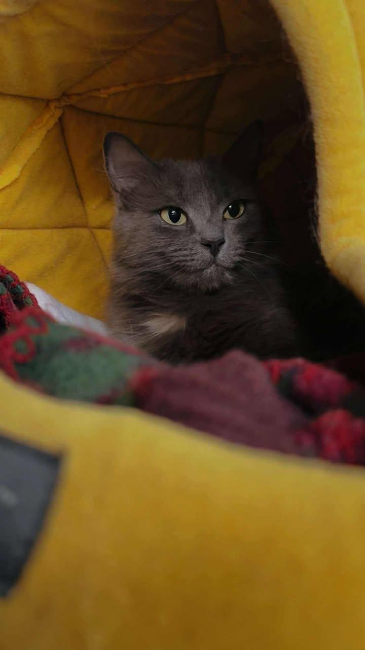 Neva, an adoptable Domestic Long Hair in Cherryfield, ME, 04622 | Photo Image 1