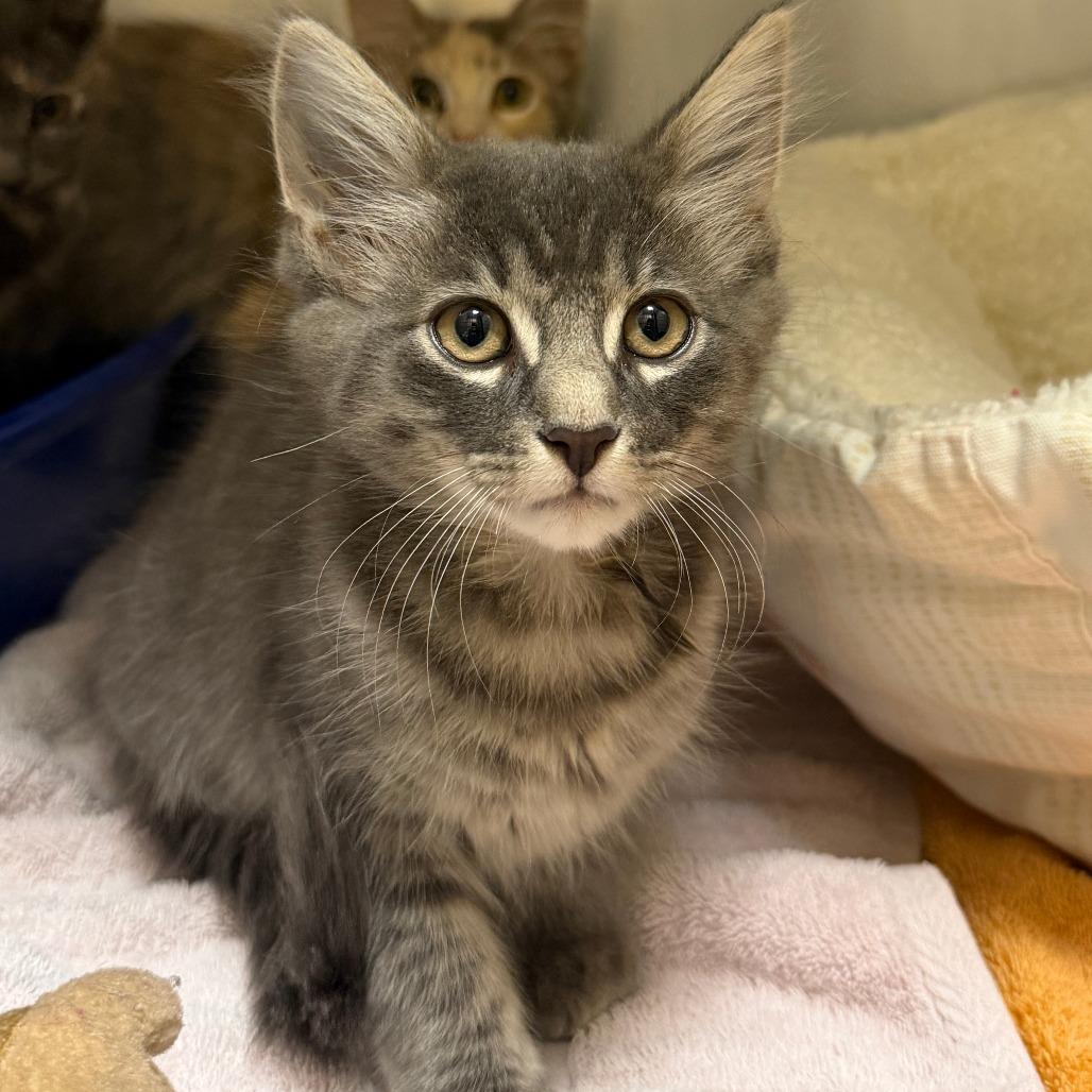 Neville, Adoptable, Kitten Male Domestic Medium Hair.