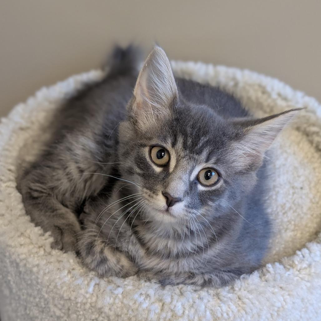 Enlarge Neville, a Adoptable Domestic Medium Hair in Sonoma, CA image 2/2