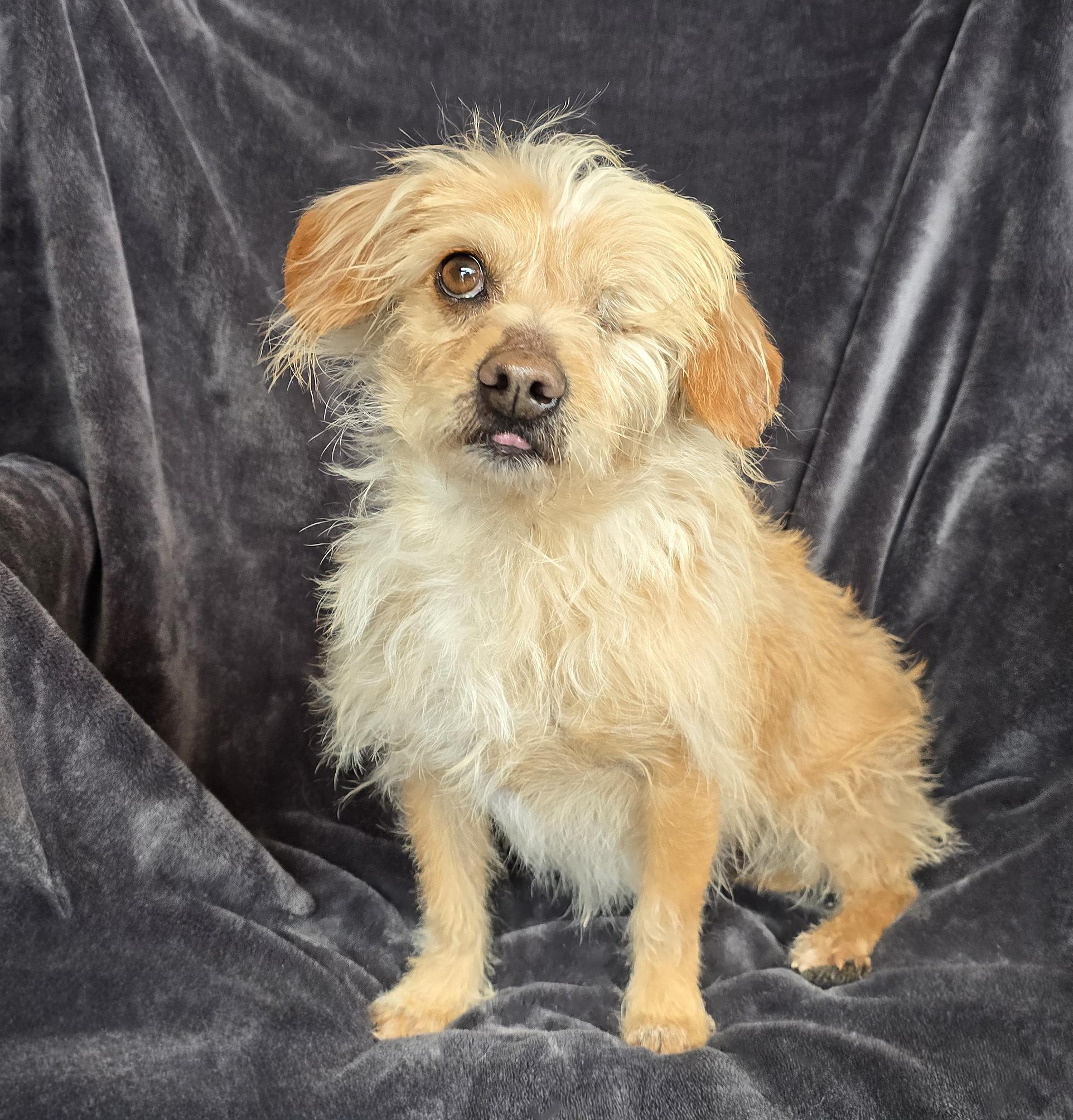 Enlarge Captivating Lil Mr Capi ~Marvelous Morkie !, a Adoptable Morkie in Albuquerque, NM image 1/1