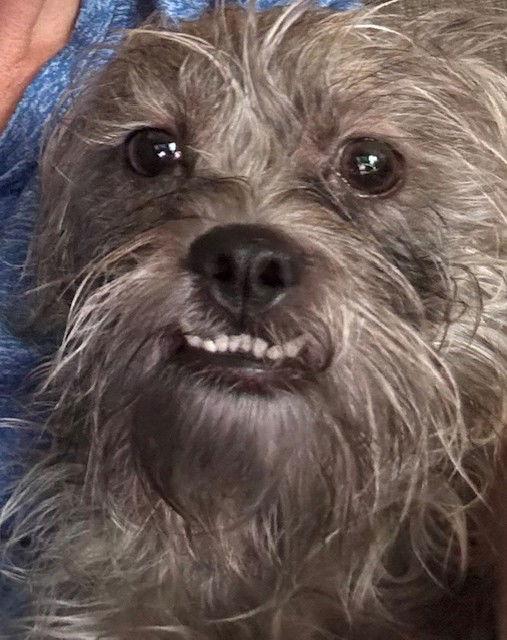 Bailey, Adoptable, Young Female Shih Tzu.