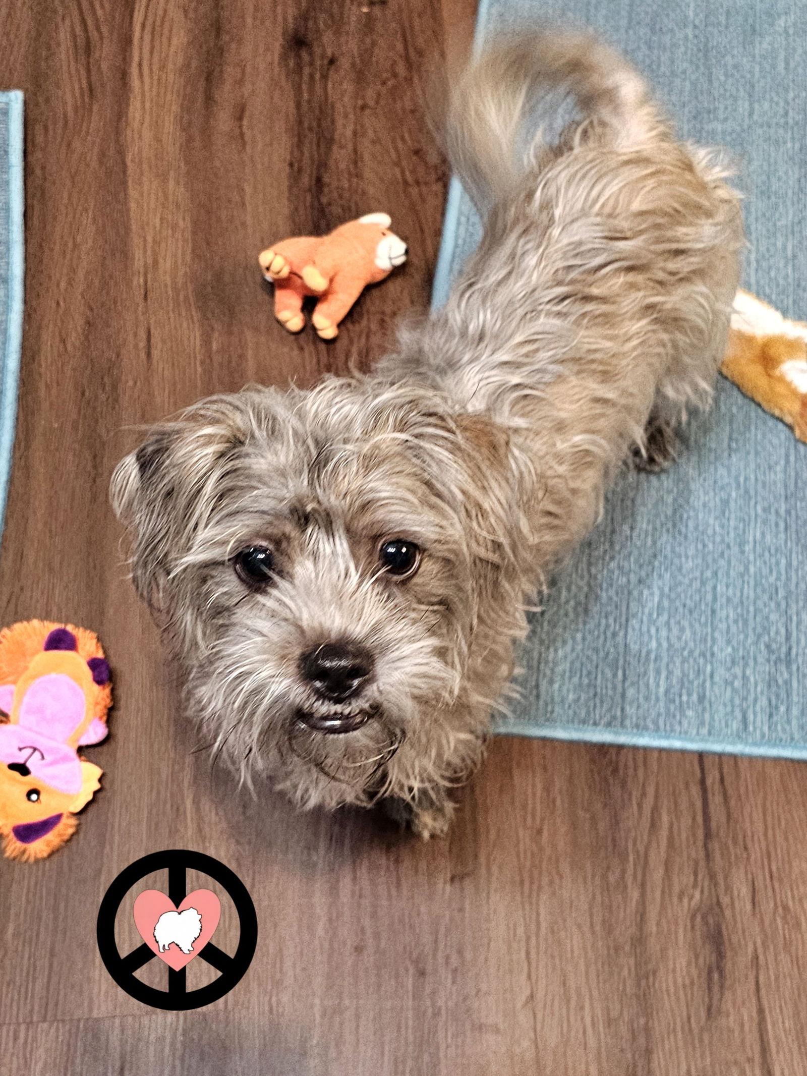 Bailey, a Adoptable Shih Tzu in Lebanon, PA image 2/2