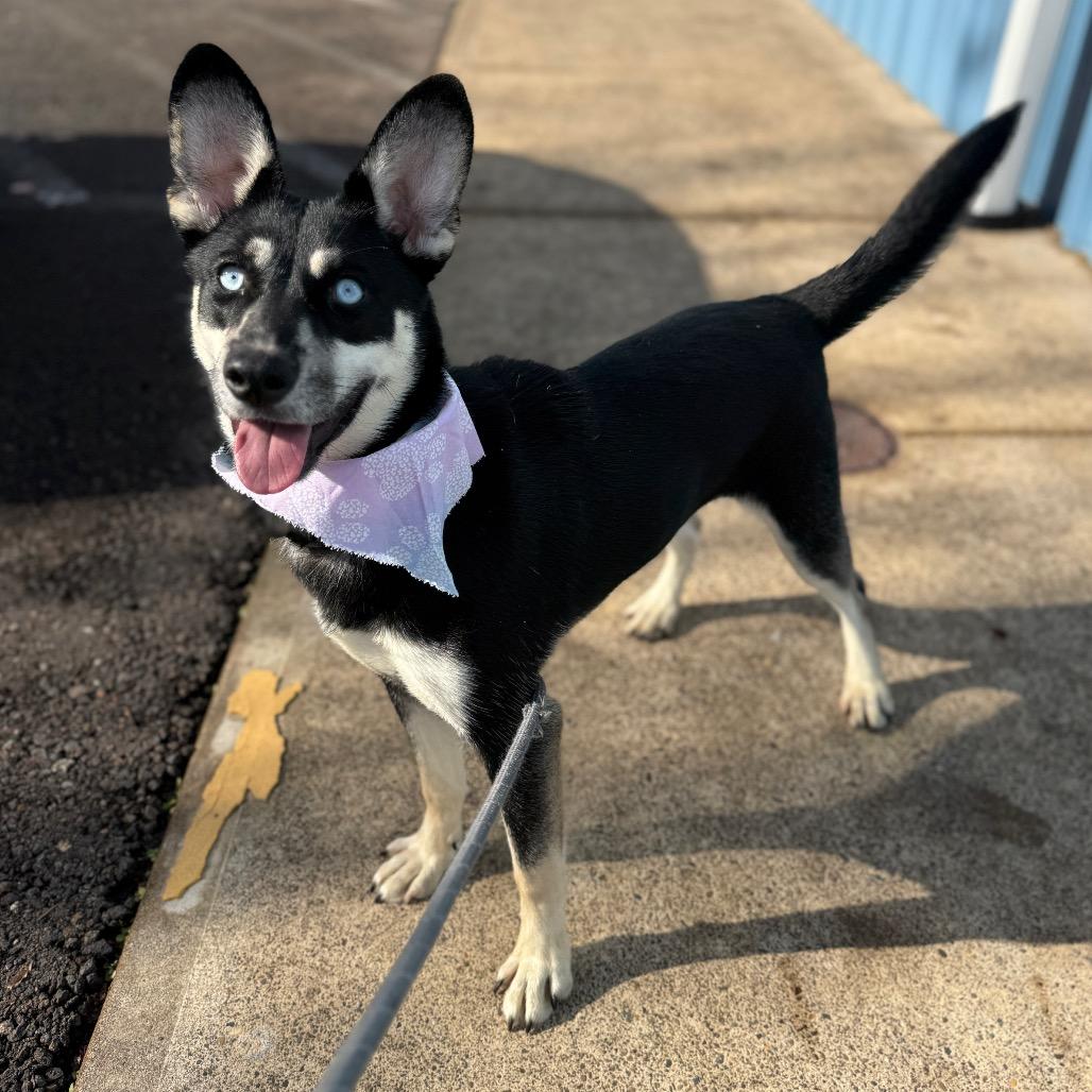 Aria, Adoptable, Young Female Australian Kelpie.