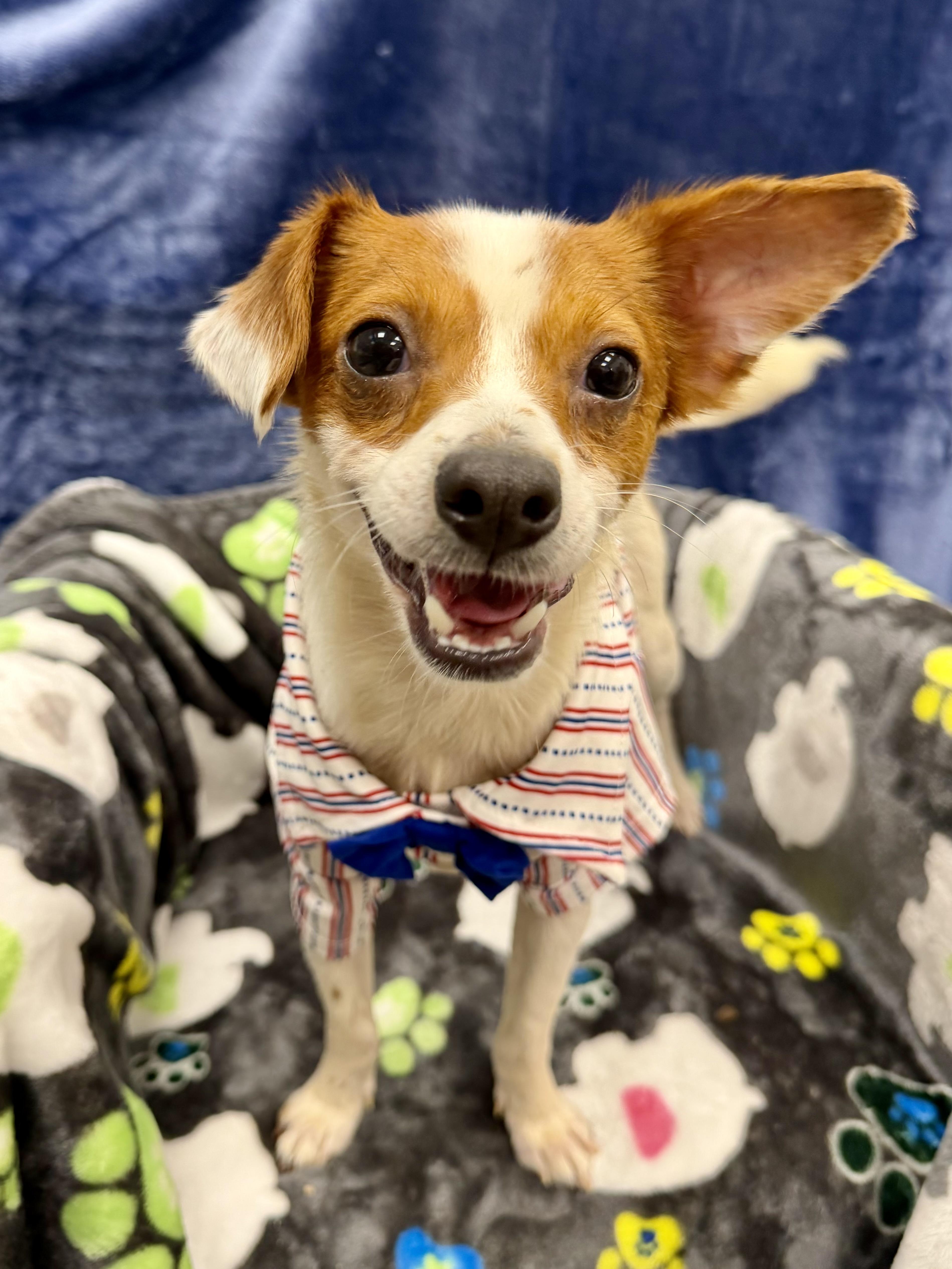 Tandem, a ADOPTABLE mixed breed in Palm Coast, FL image 1/4