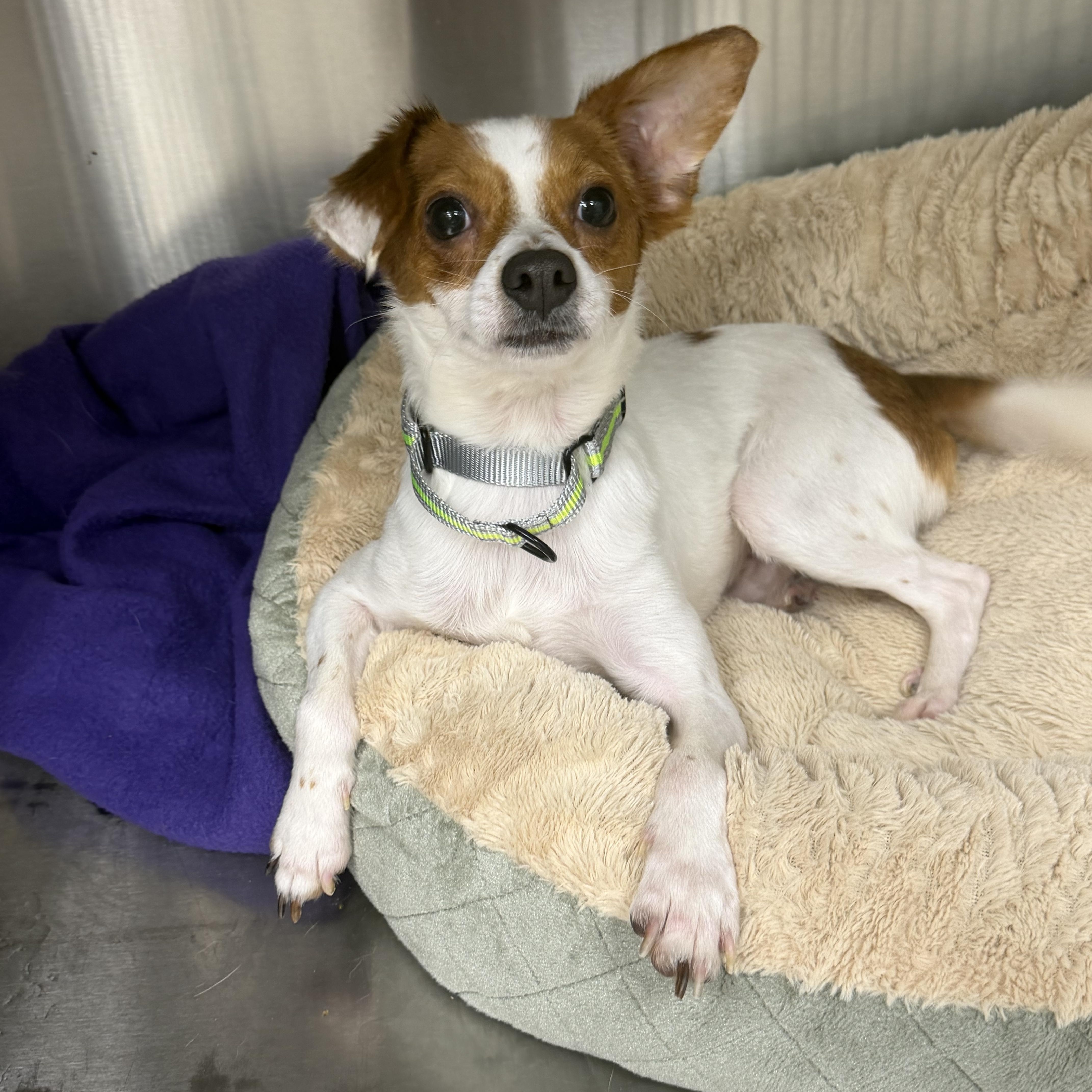 Tandem, a ADOPTABLE mixed breed in Palm Coast, FL image 3/4