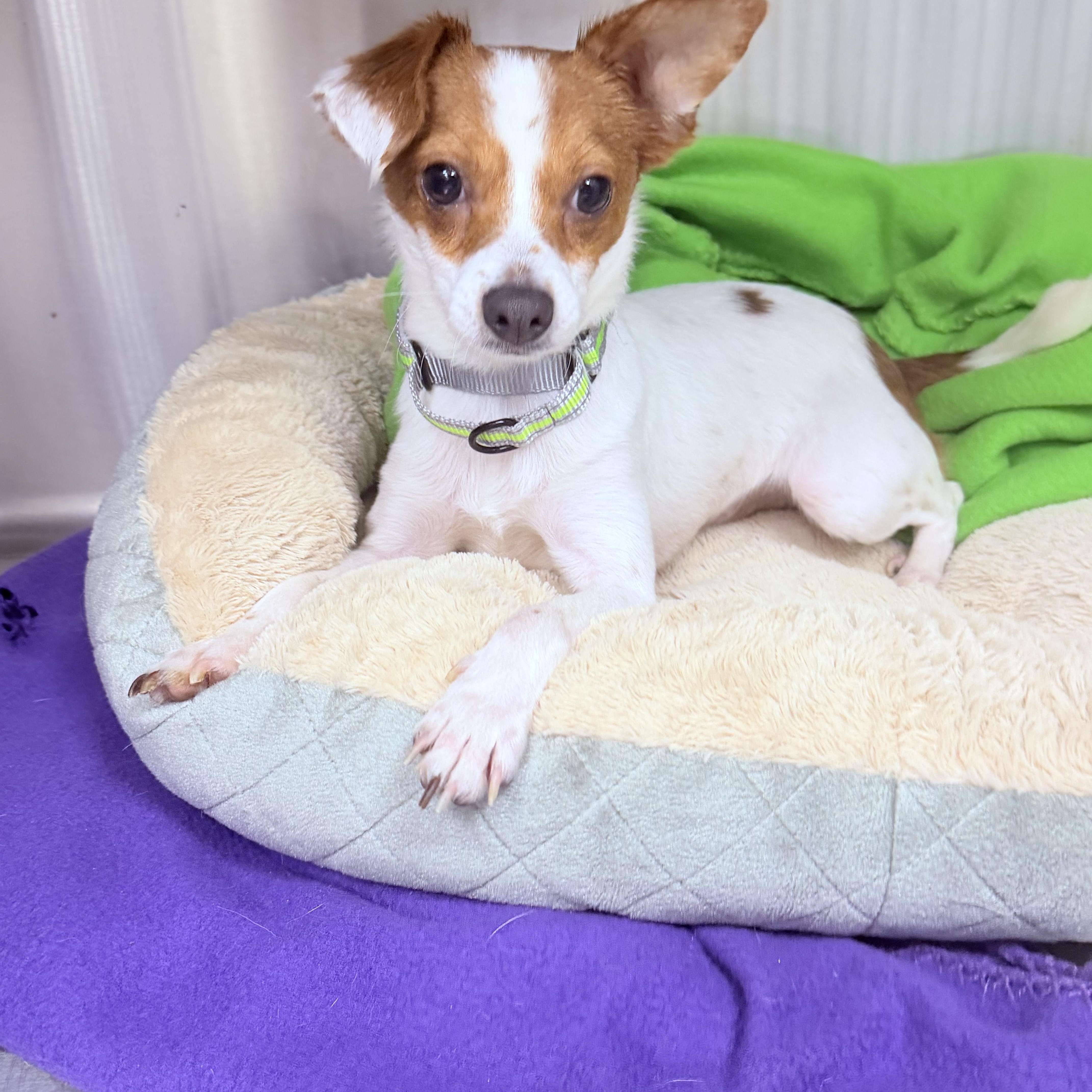 Tandem, a ADOPTABLE mixed breed in Palm Coast, FL image 4/4