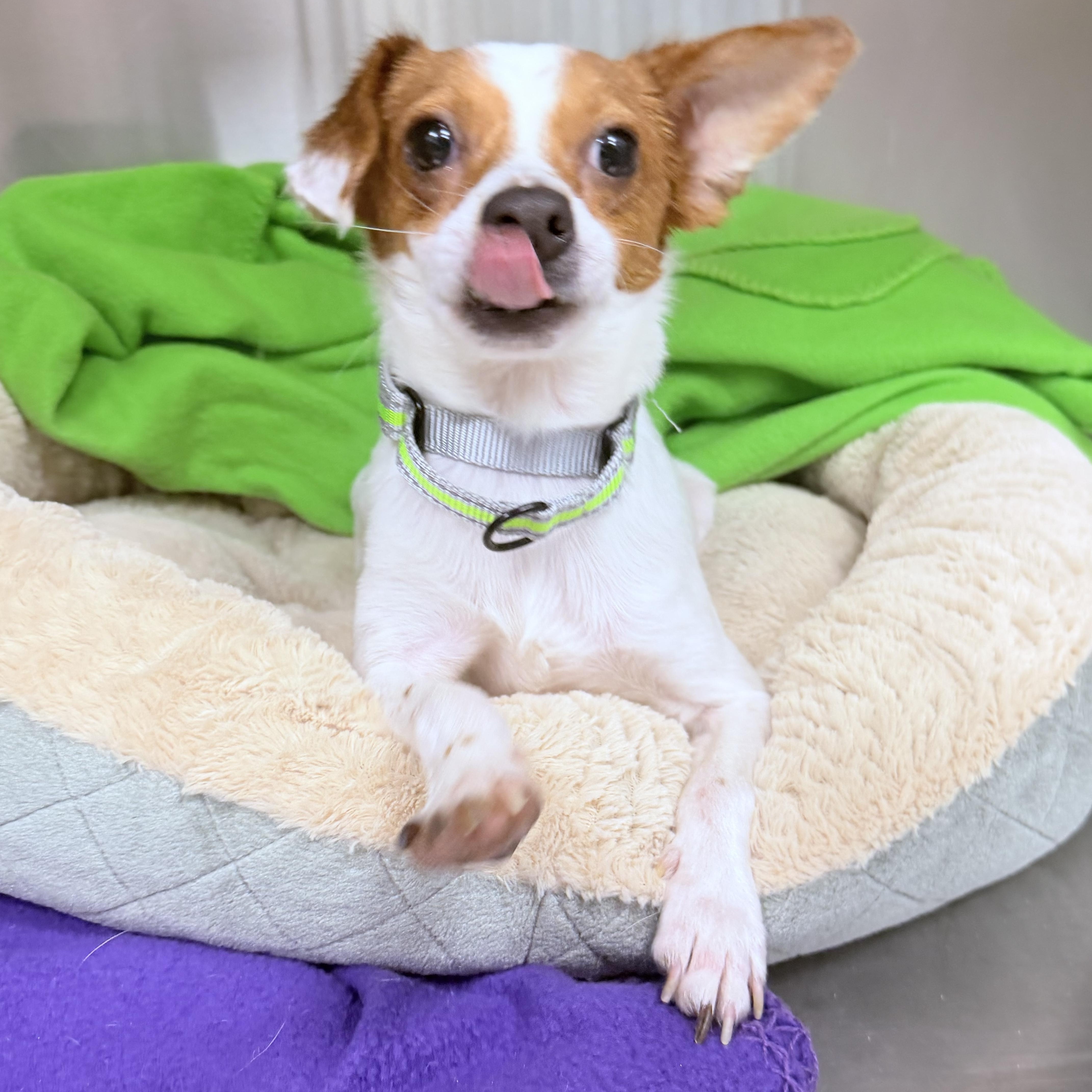 Tandem, a ADOPTABLE mixed breed in Palm Coast, FL image 2/4