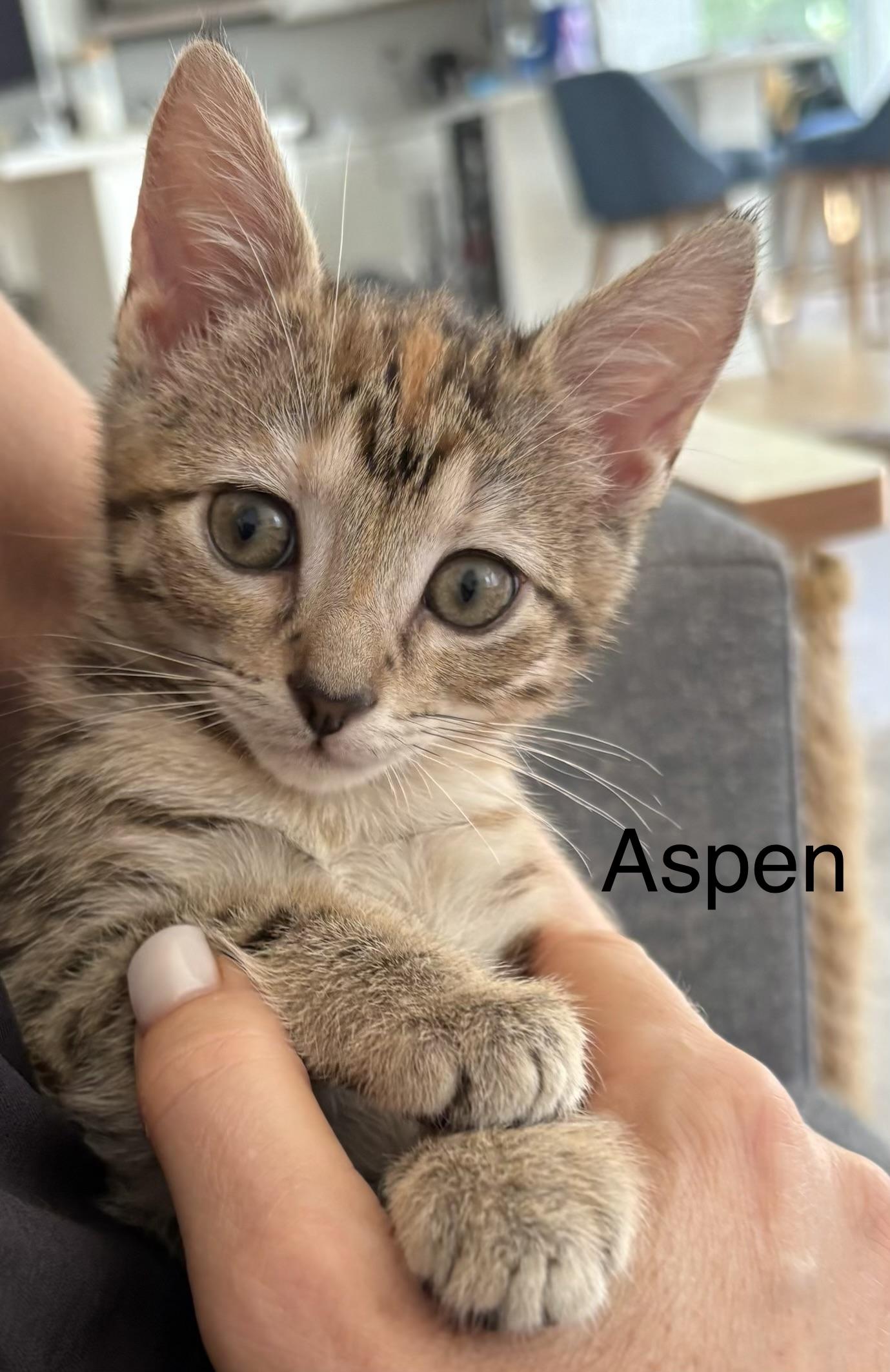 Enlarge Aspen, a Adoptable mixed breed in Annapolis, MD image 4/4