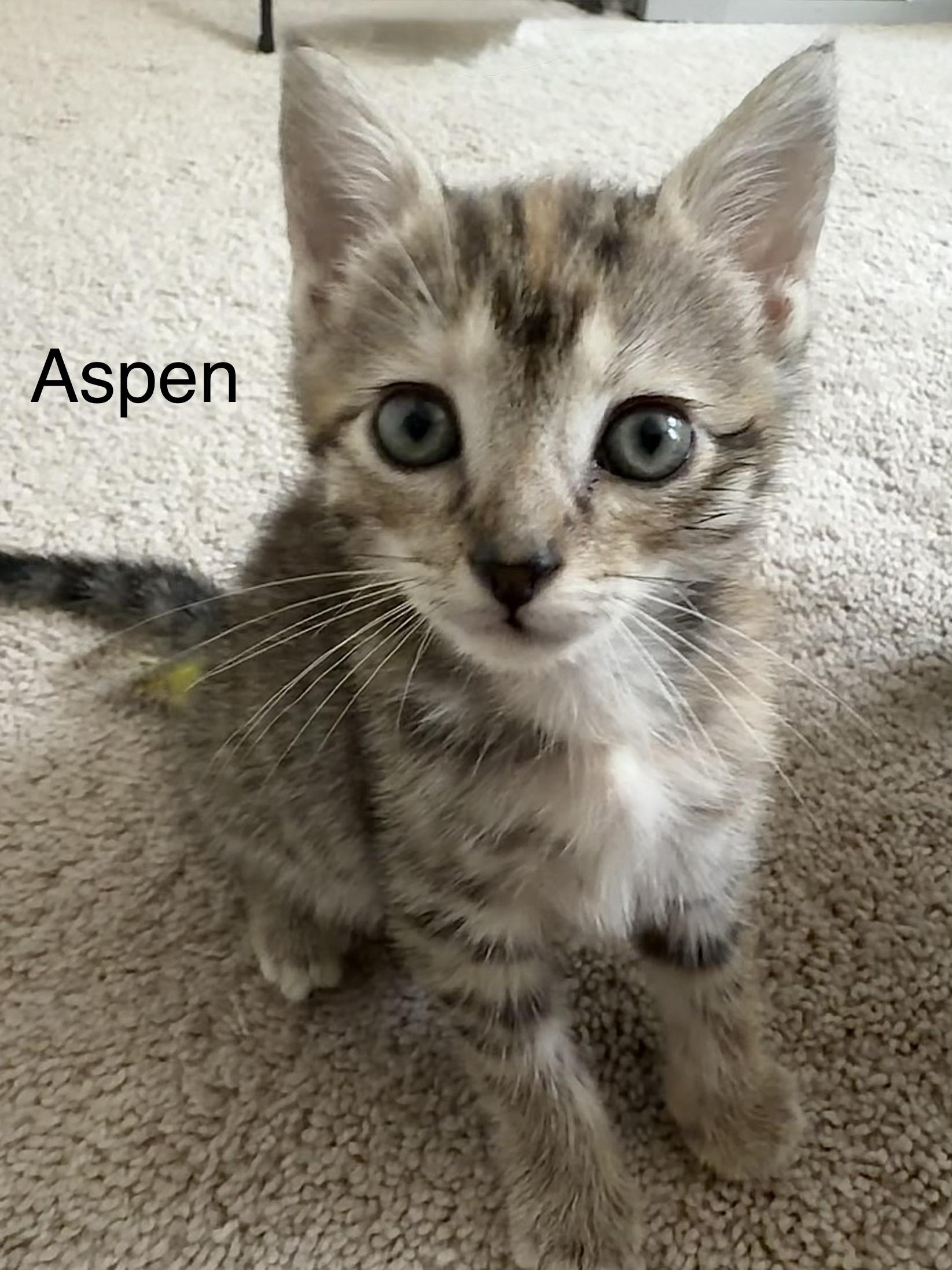 Enlarge Aspen, a Adoptable mixed breed in Annapolis, MD image 1/1
