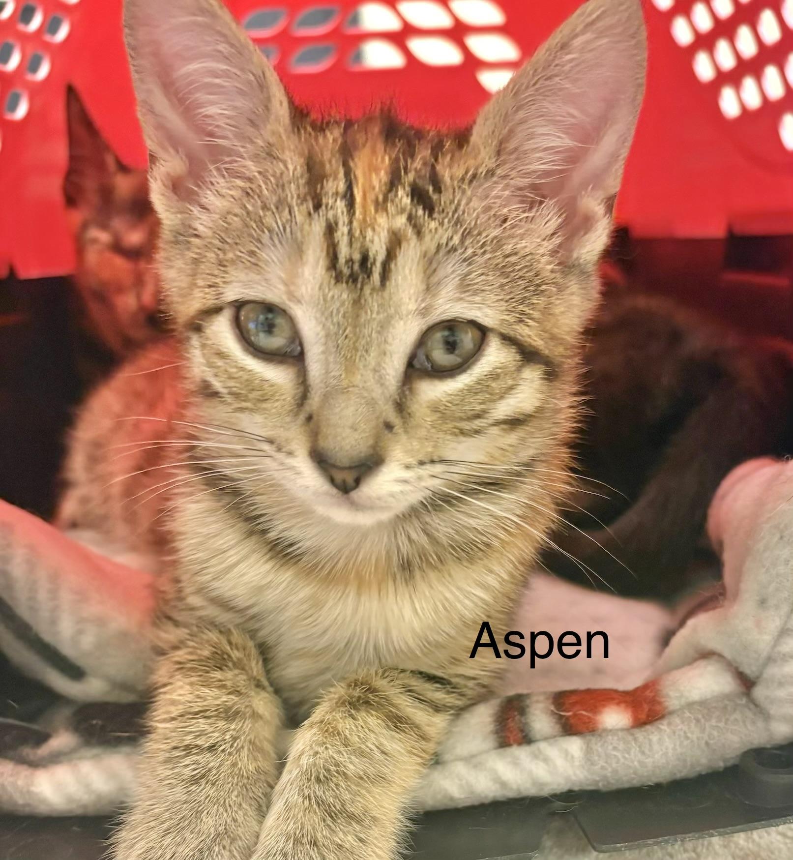 Enlarge Aspen, a Adoptable mixed breed in Annapolis, MD image 1/4