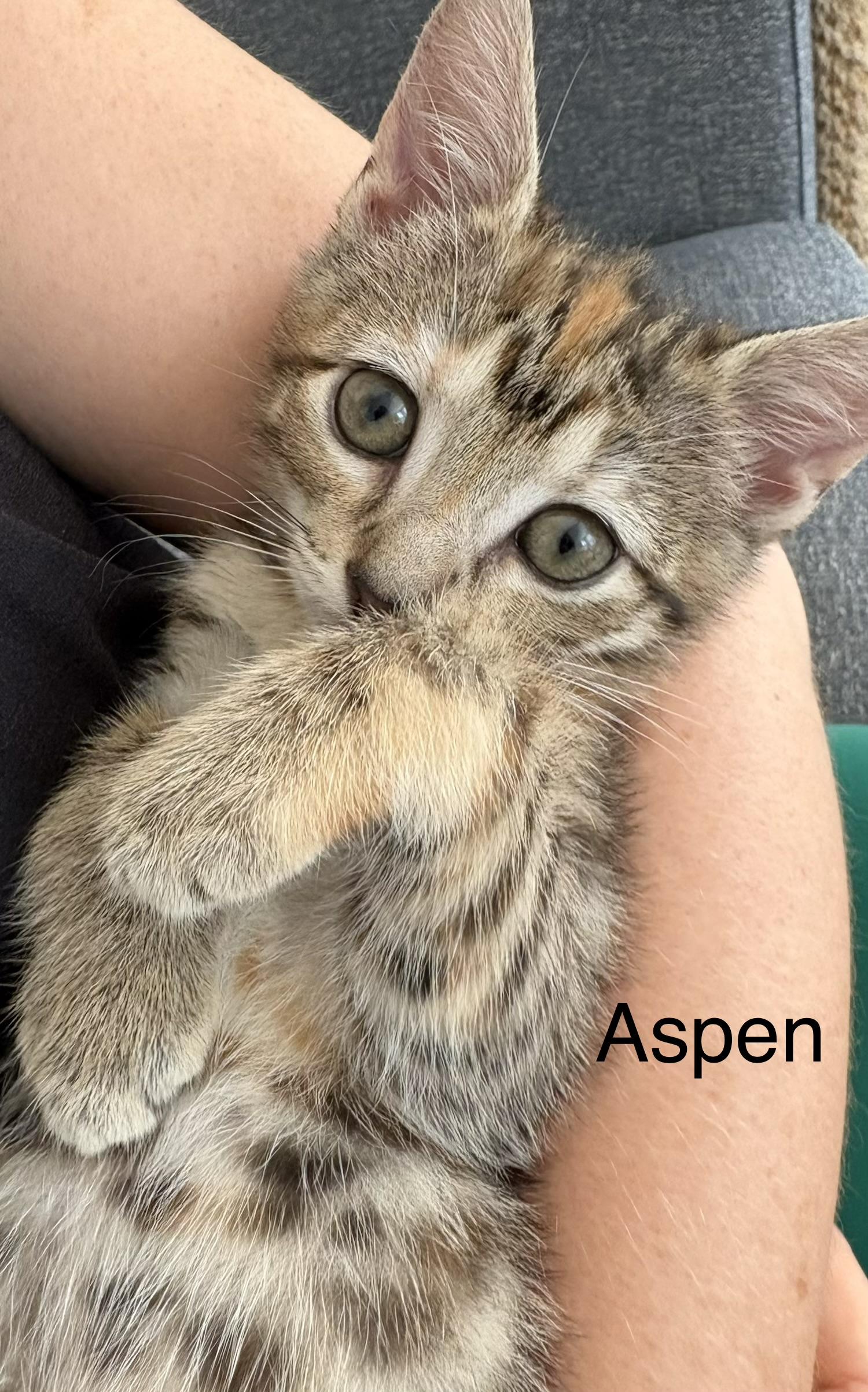 Enlarge Aspen, a Adoptable mixed breed in Annapolis, MD image 3/4