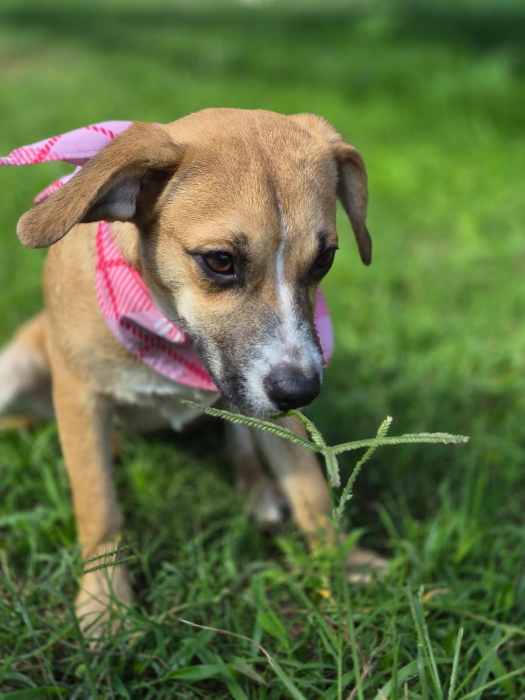 Enlarge Brittany, an adopted mixed breed in Albion, NY image 4/6