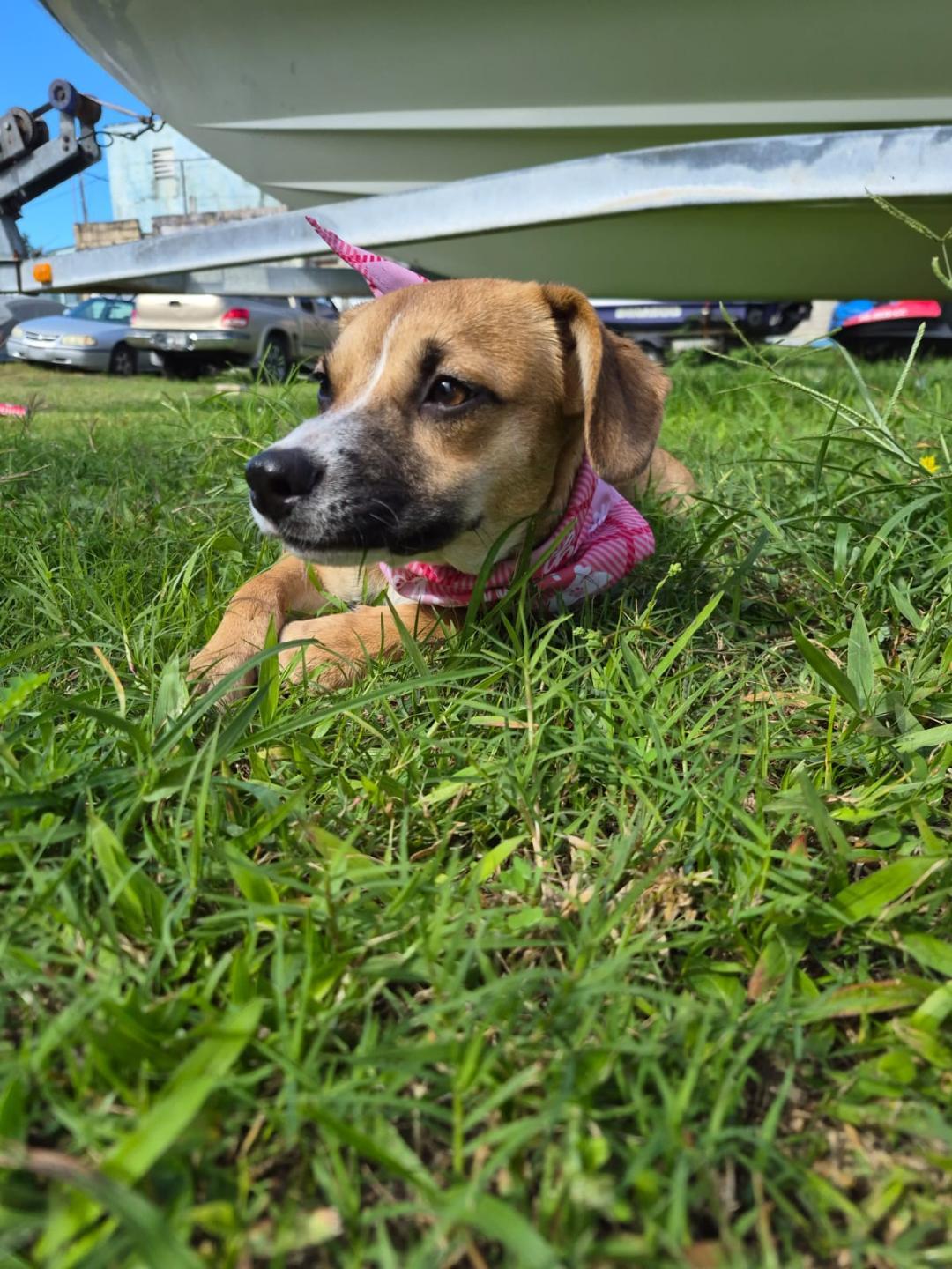 Enlarge Brittany, an adopted mixed breed in Albion, NY image 5/6