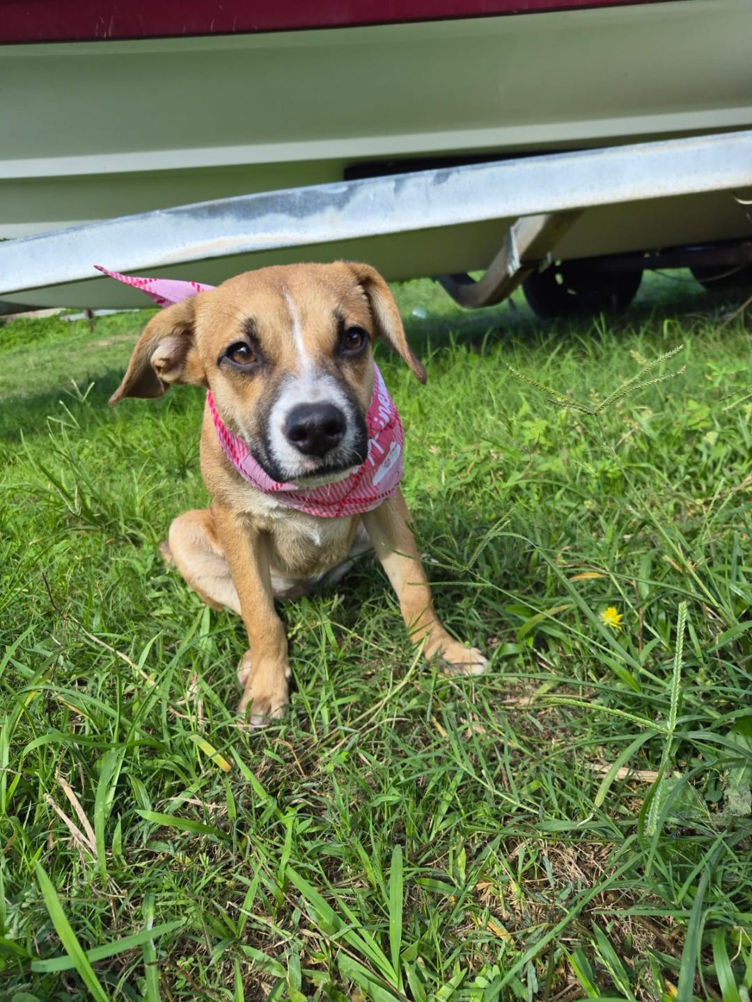 Enlarge Brittany, an adopted mixed breed in Albion, NY image 2/6
