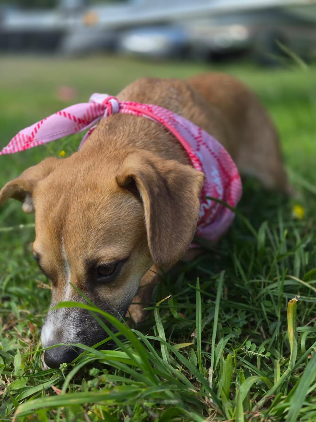 Enlarge Brittany, an adopted mixed breed in Albion, NY image 6/6