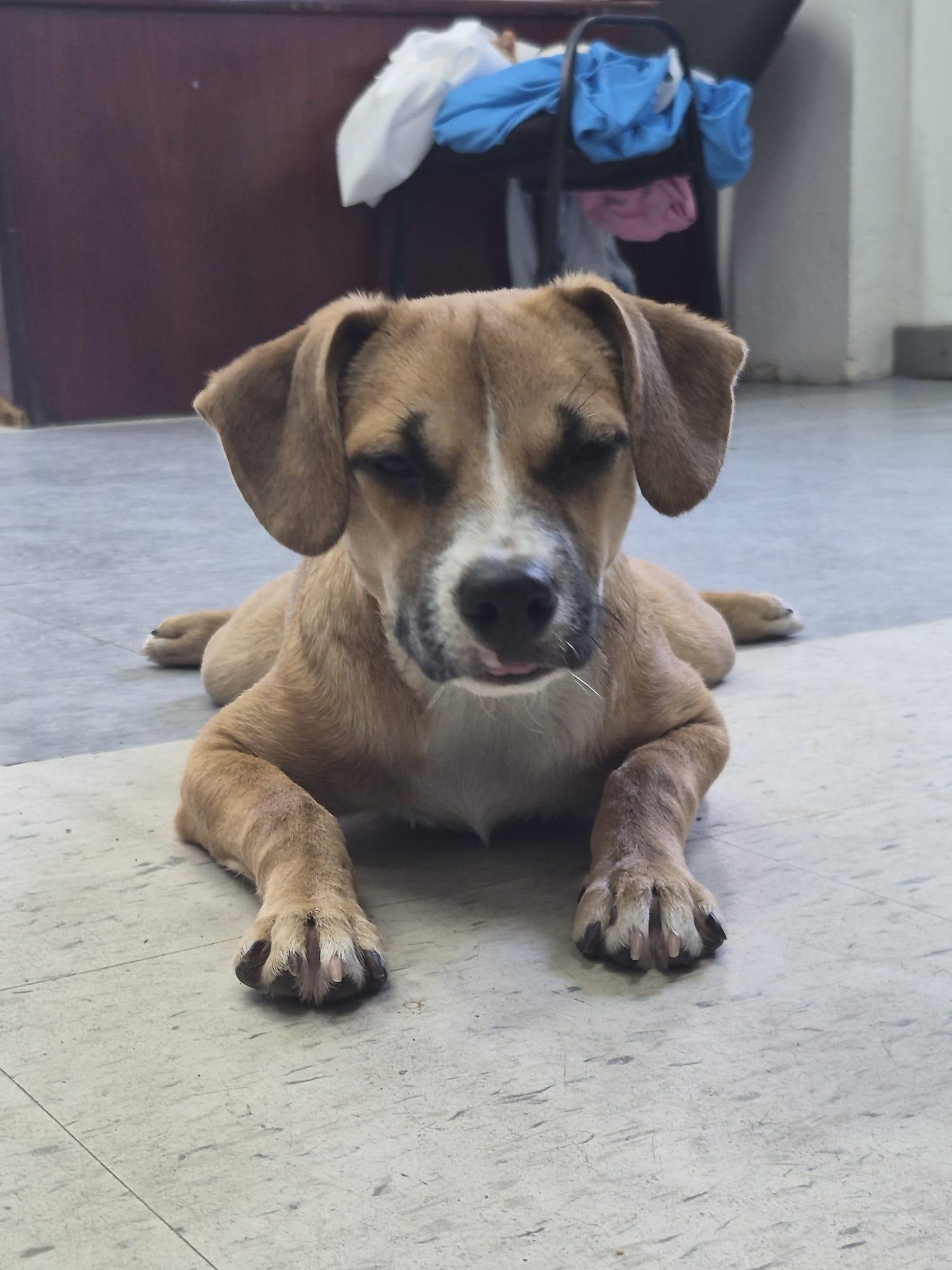 Enlarge Brittany, an adopted mixed breed in Albion, NY image 1/6