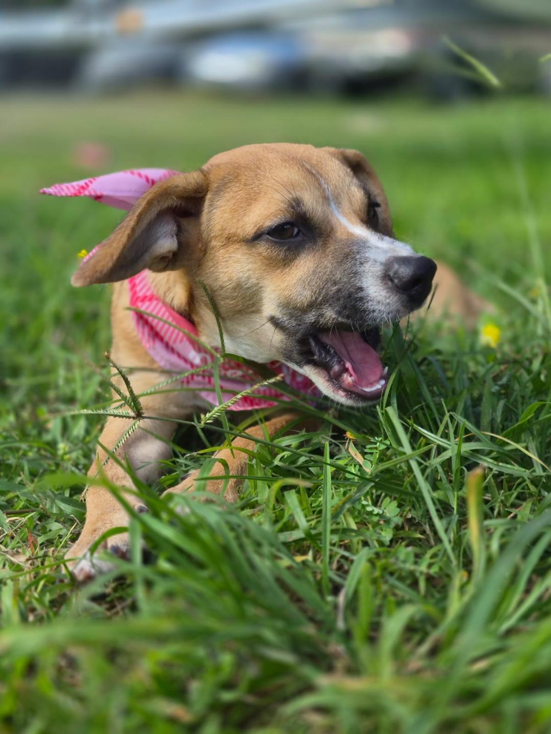 Enlarge Brittany, an adopted mixed breed in Albion, NY image 3/6