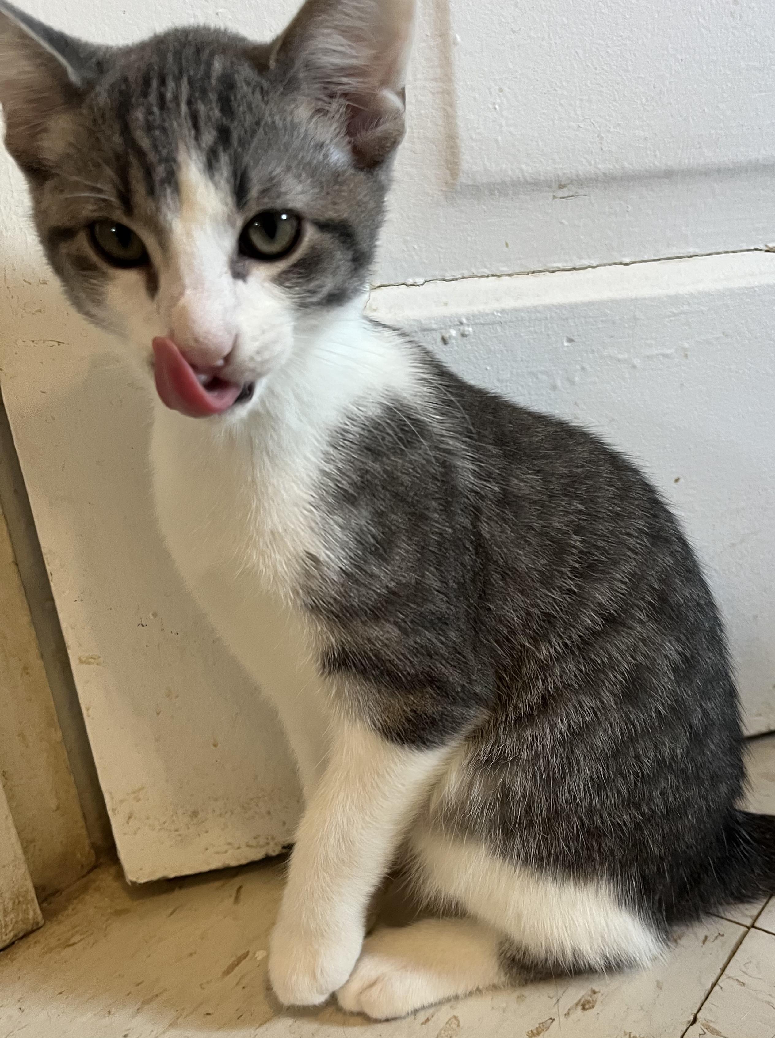 Enlarge White and grey crew-Males, a Adoptable Domestic Short Hair in Moline, IL image 5/5