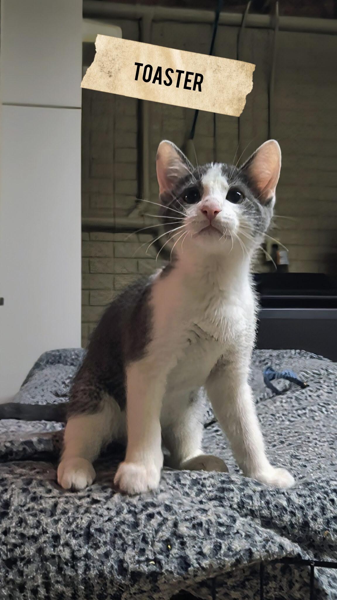 Enlarge White and grey crew-Males, a Adoptable Domestic Short Hair in Moline, IL image 2/5