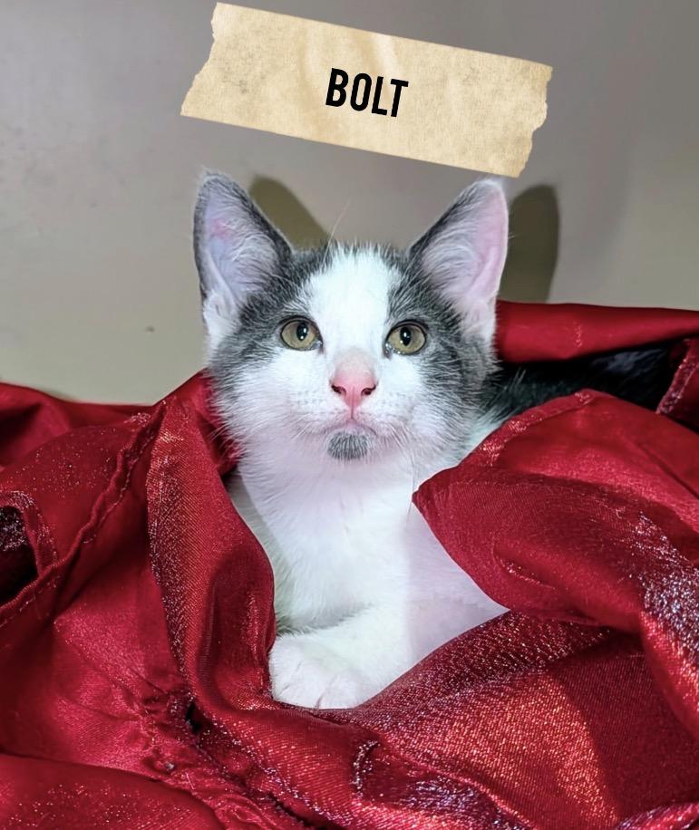 Enlarge White and grey crew-Males, a Adoptable Domestic Short Hair in Moline, IL image 1/5