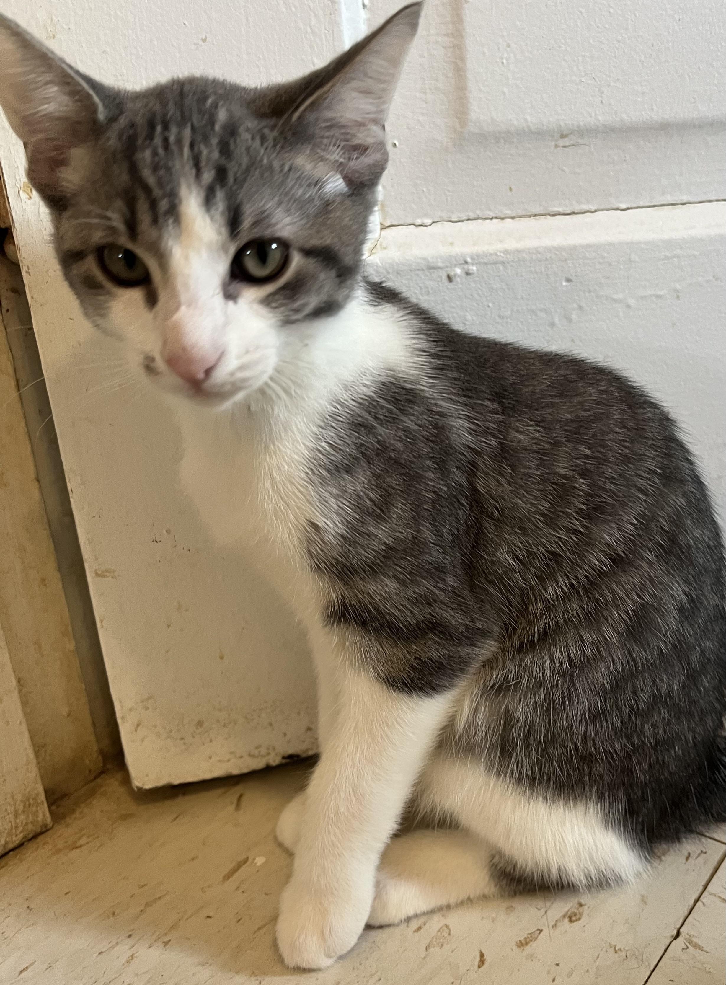 Enlarge White and grey crew-Males, a Adoptable Domestic Short Hair in Moline, IL image 3/5