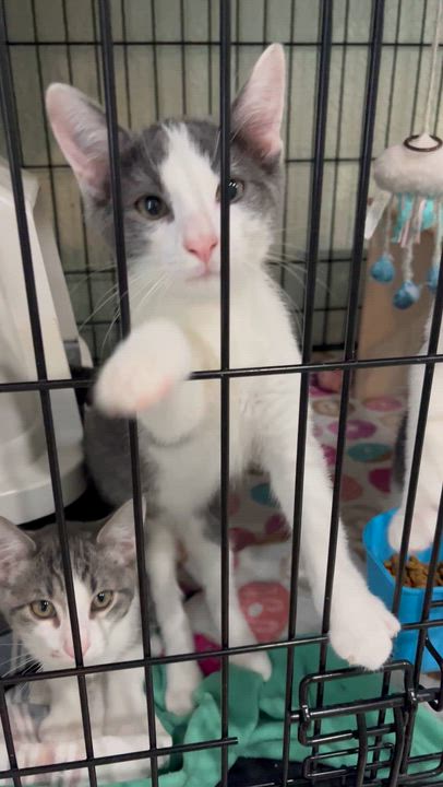 Enlarge White and grey crew-Males, a Adoptable Domestic Short Hair in Moline, IL video 4/5